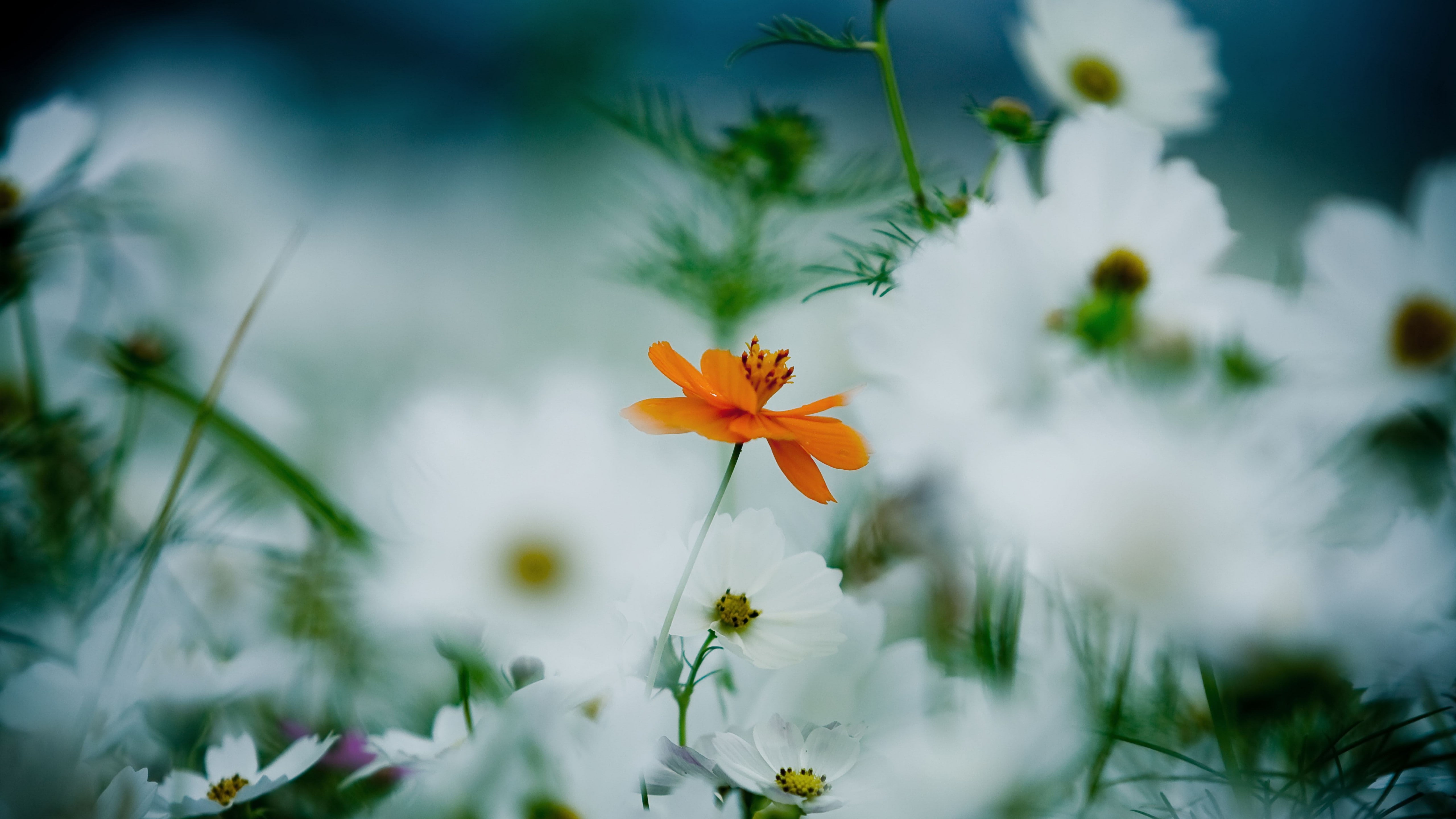 white and orange daisies flowers selective focus photo HD wallpaper 2k 4k 5k