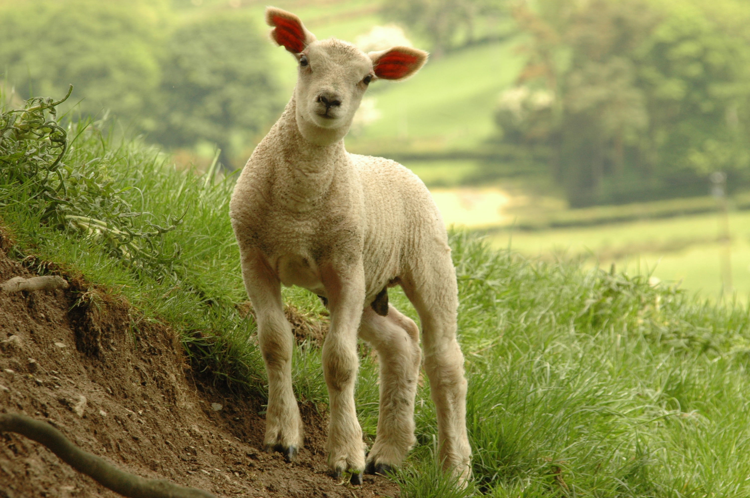 white sheep calf standing near grass Lamb Roger Davies Wales 2k