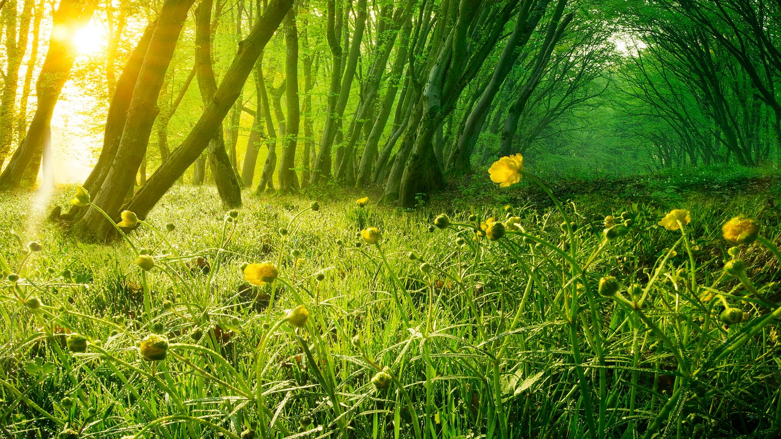 yellow petaled flowers nature forest trees sunlight 2k