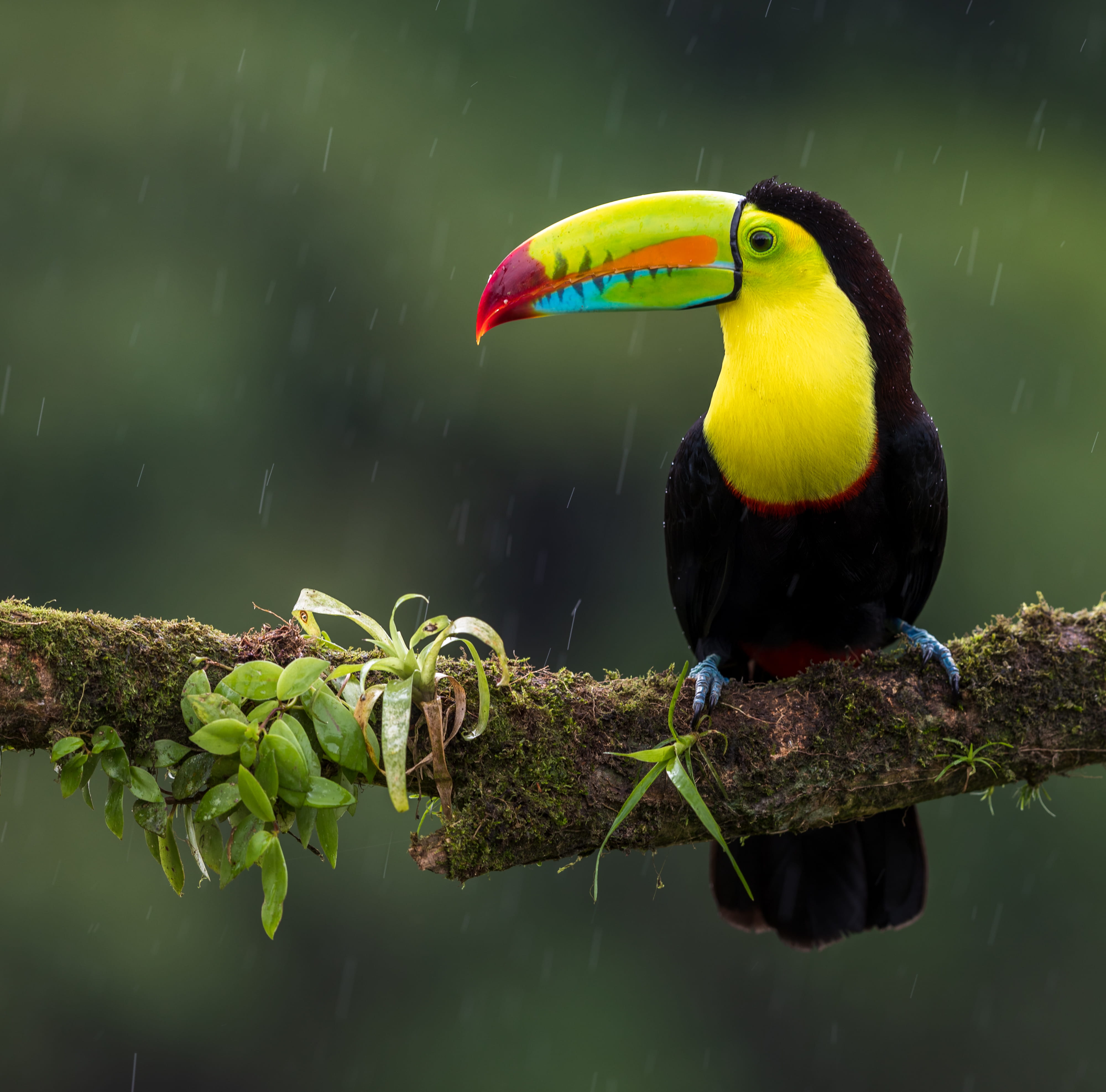 black and yellow bird on branch animal beak green rain toucan 2k 4k