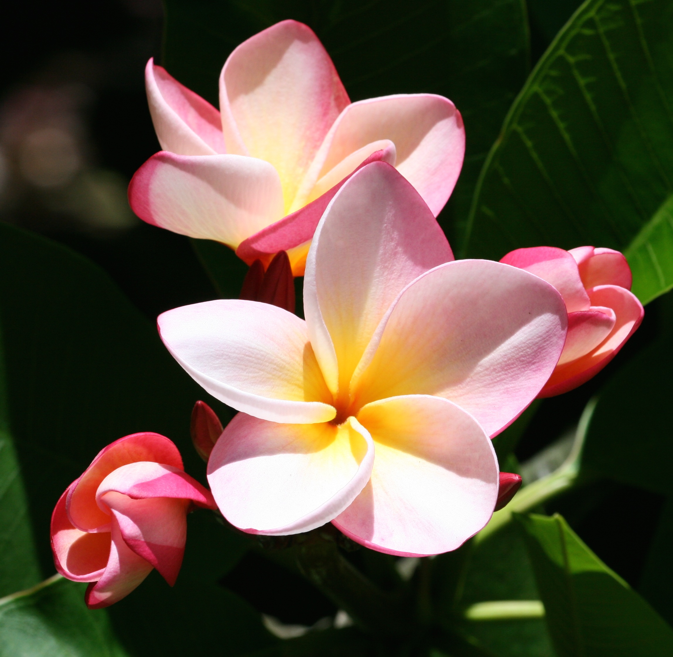close up photo of pink Plumeria flowers exotic tropical nature 2k