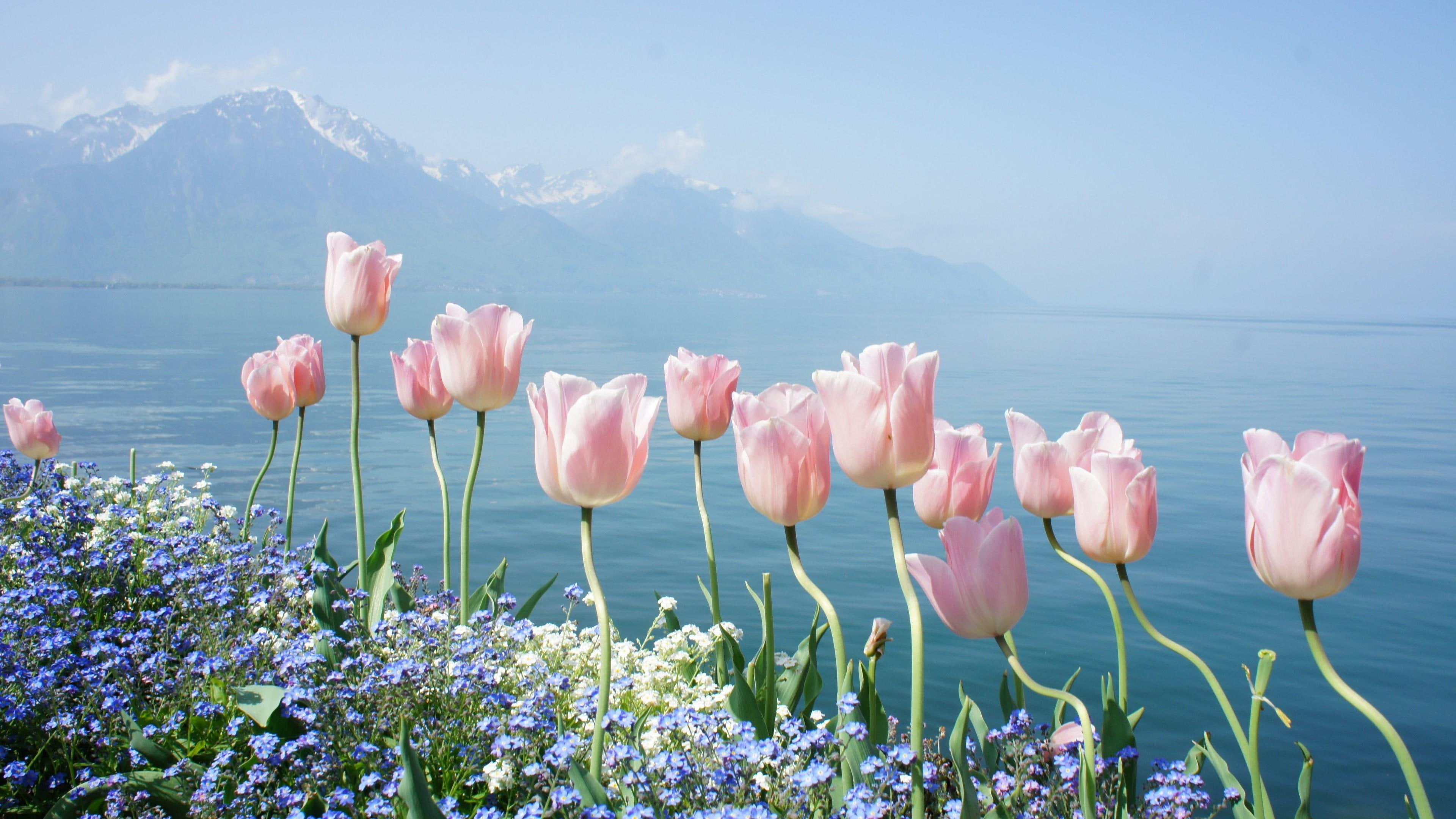 sea spring mountain tulips coast shore flower landscape 2k 4k