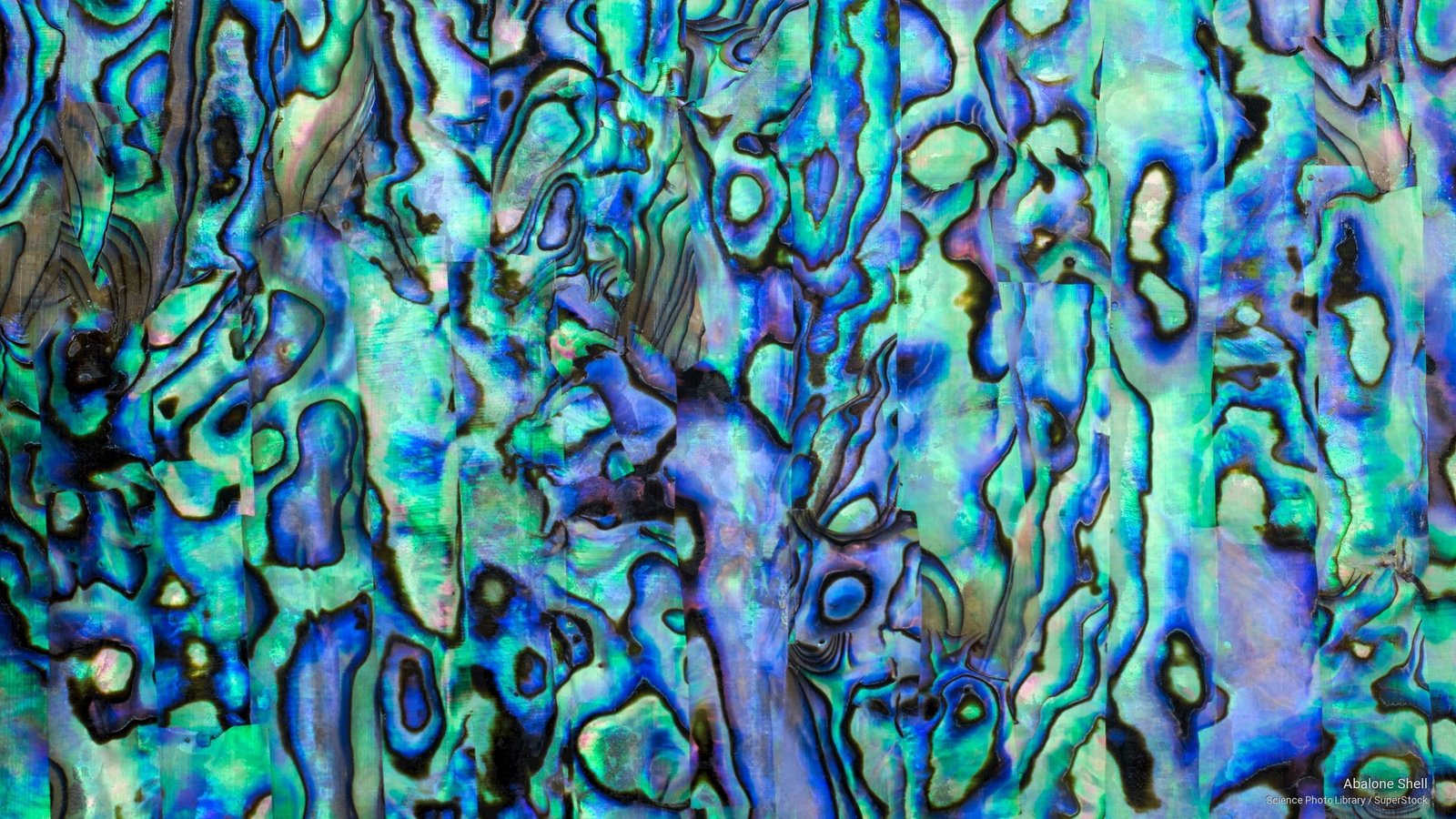 Abalone Shell Nature 2k