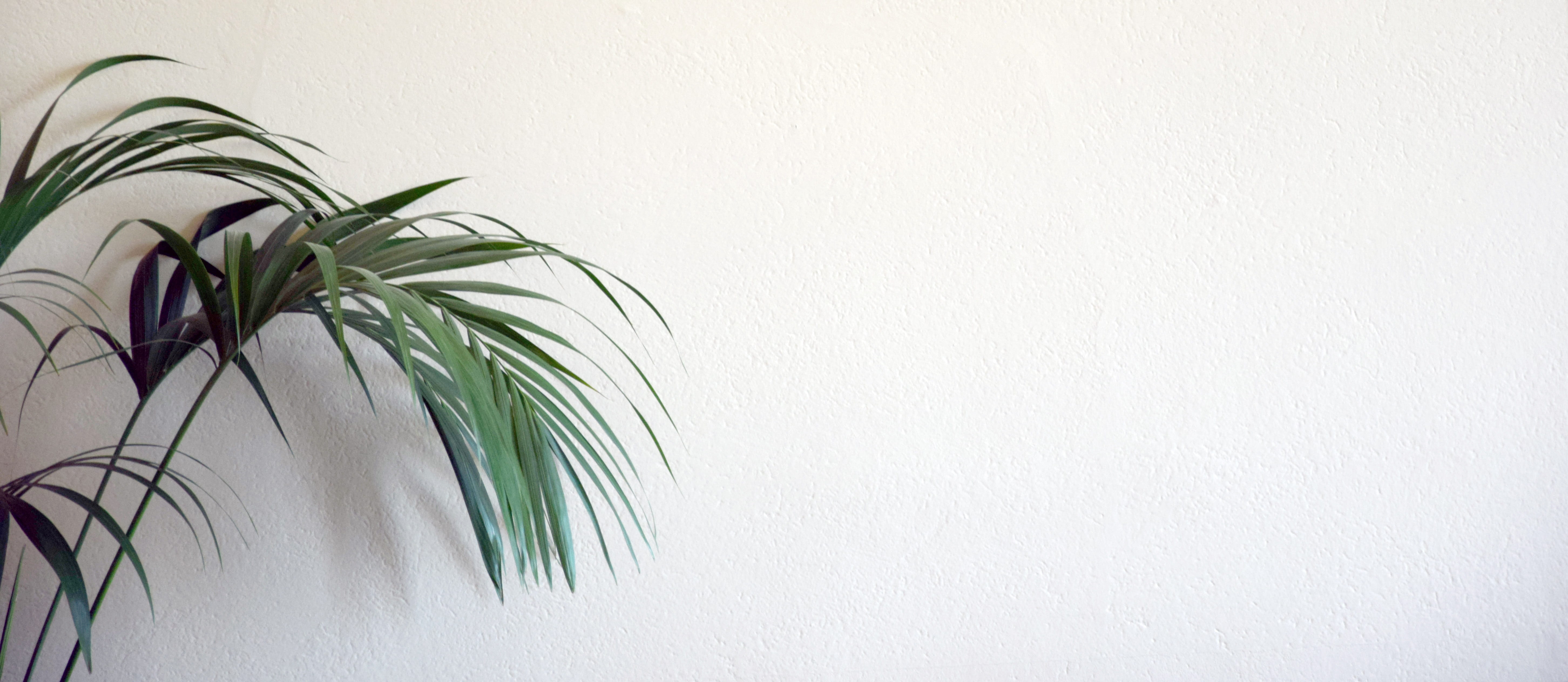 background website plant wall nature pattern plot texture 2k 4k 5k