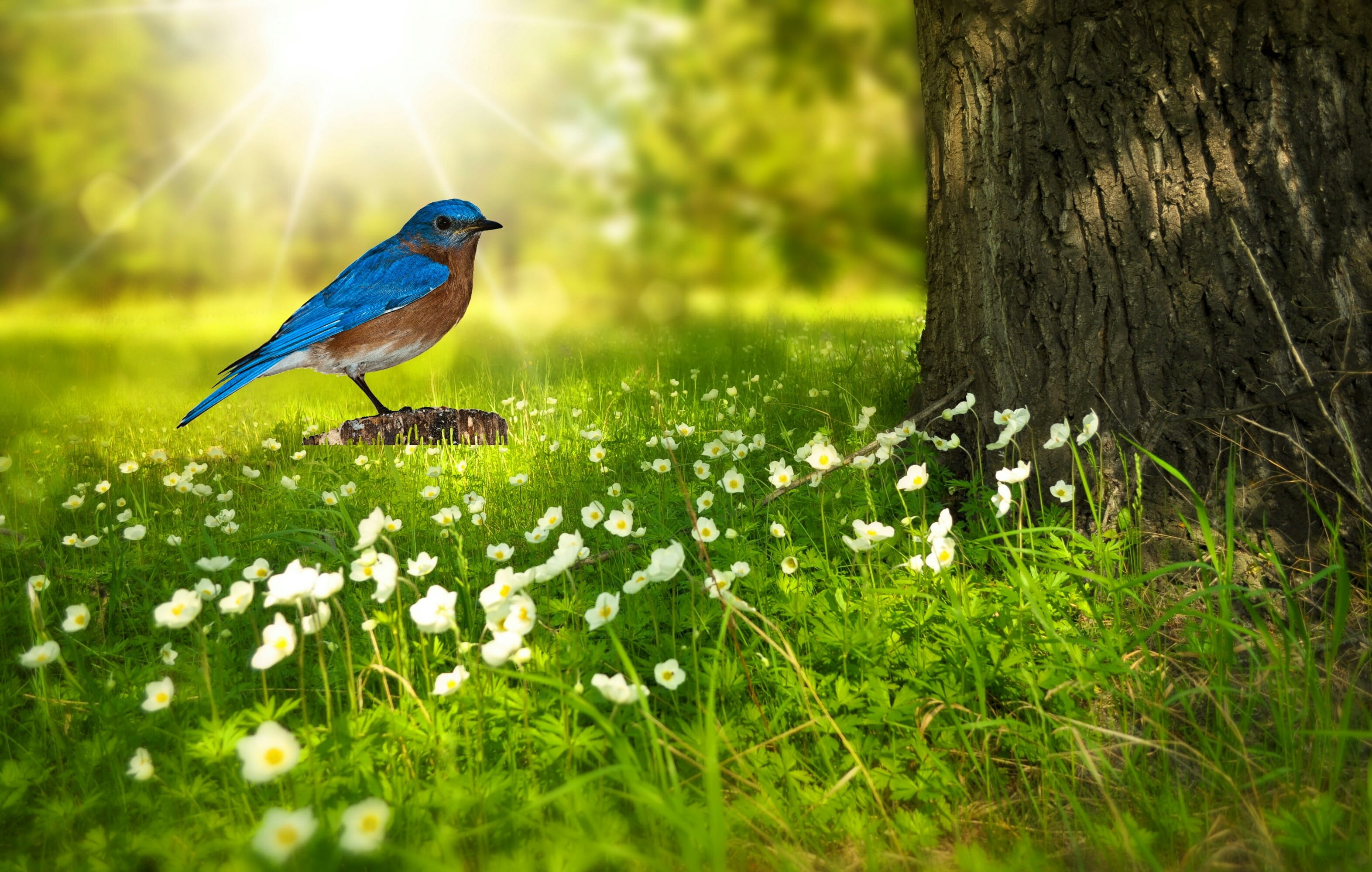 bird bluebird png nature perched spring tree flowers 2k
