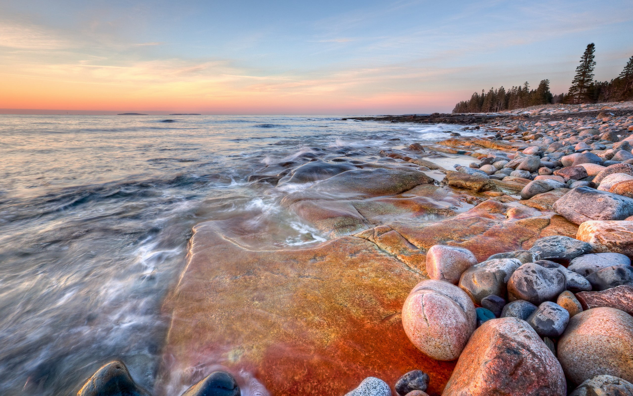 brown and white fish with tank landscape beach nature 2k