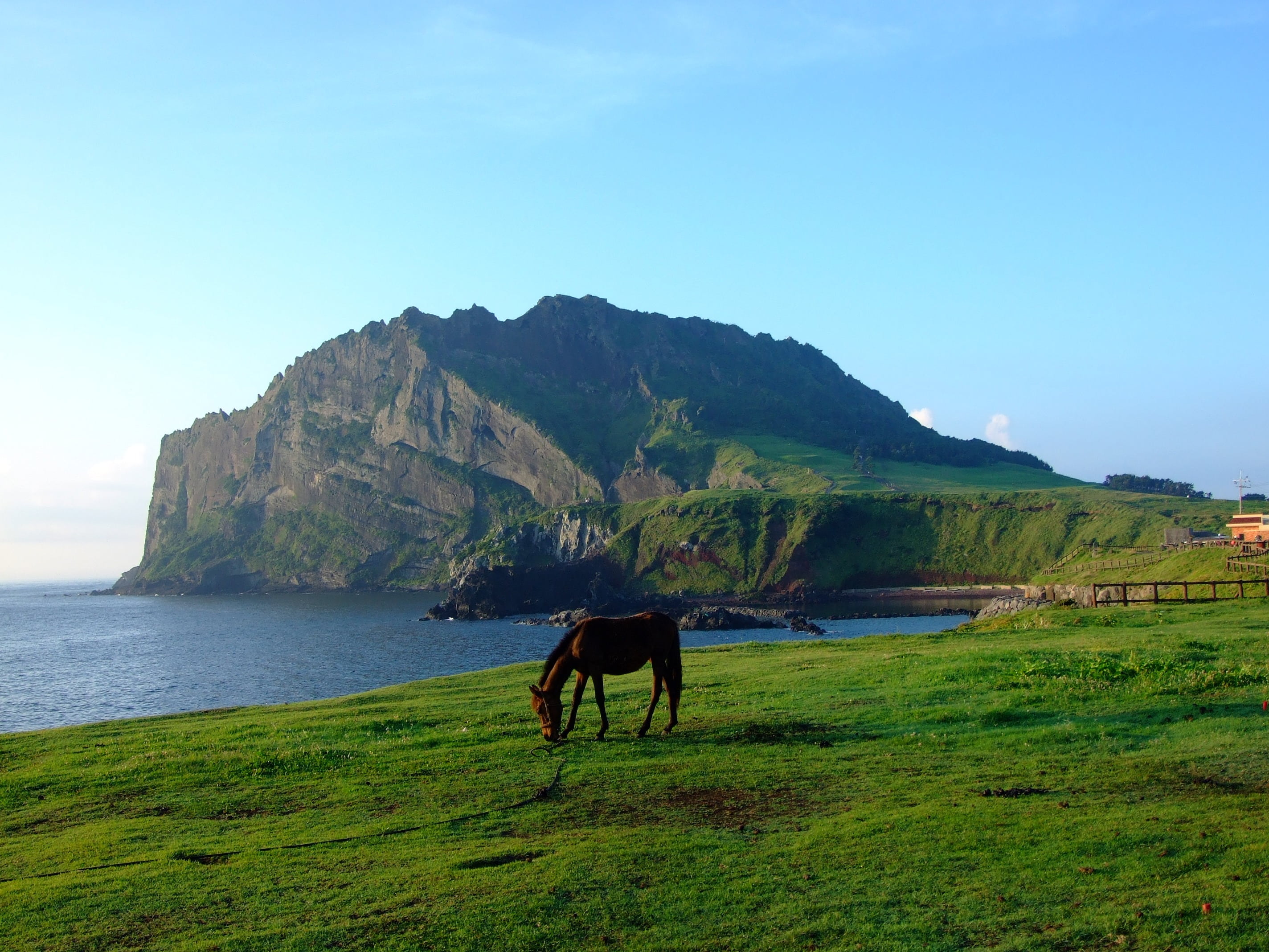 brown horse on grass field near body of water jeju korea seashore 2k