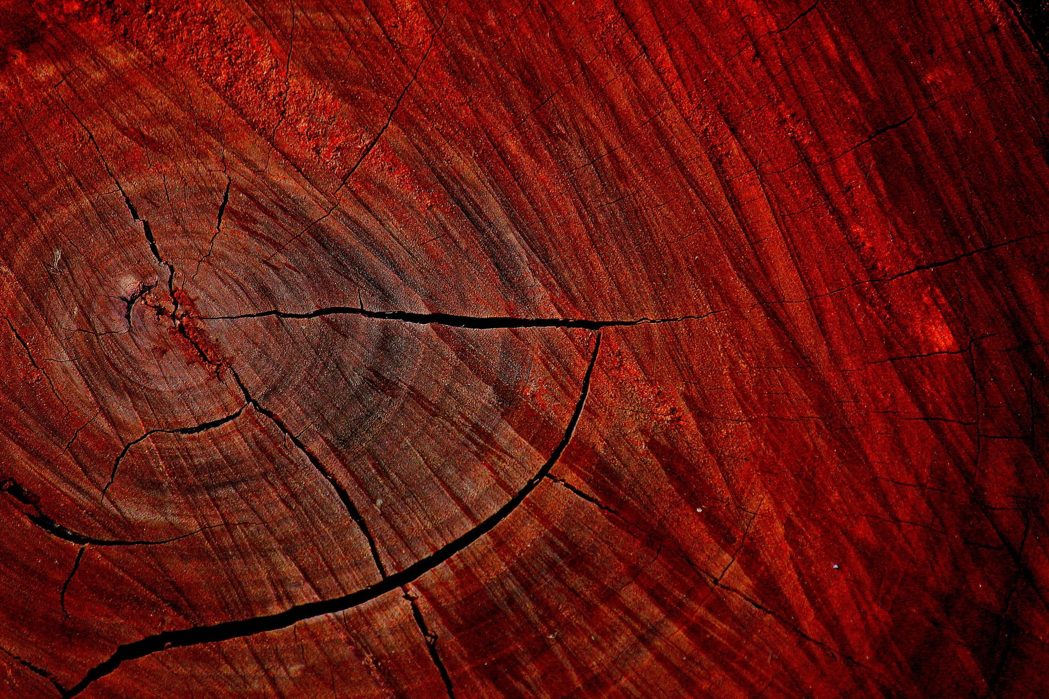 brown wood slab texture macro nature trees 2k