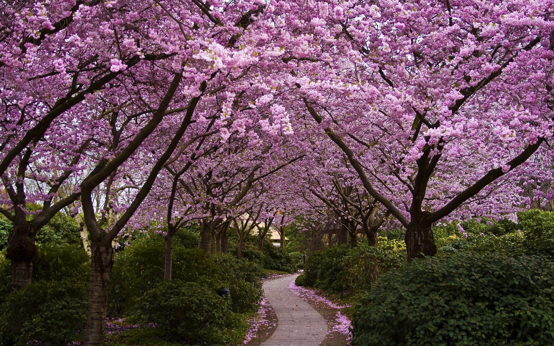 cherry blossom tree trees nature path flowers plant growth 2k