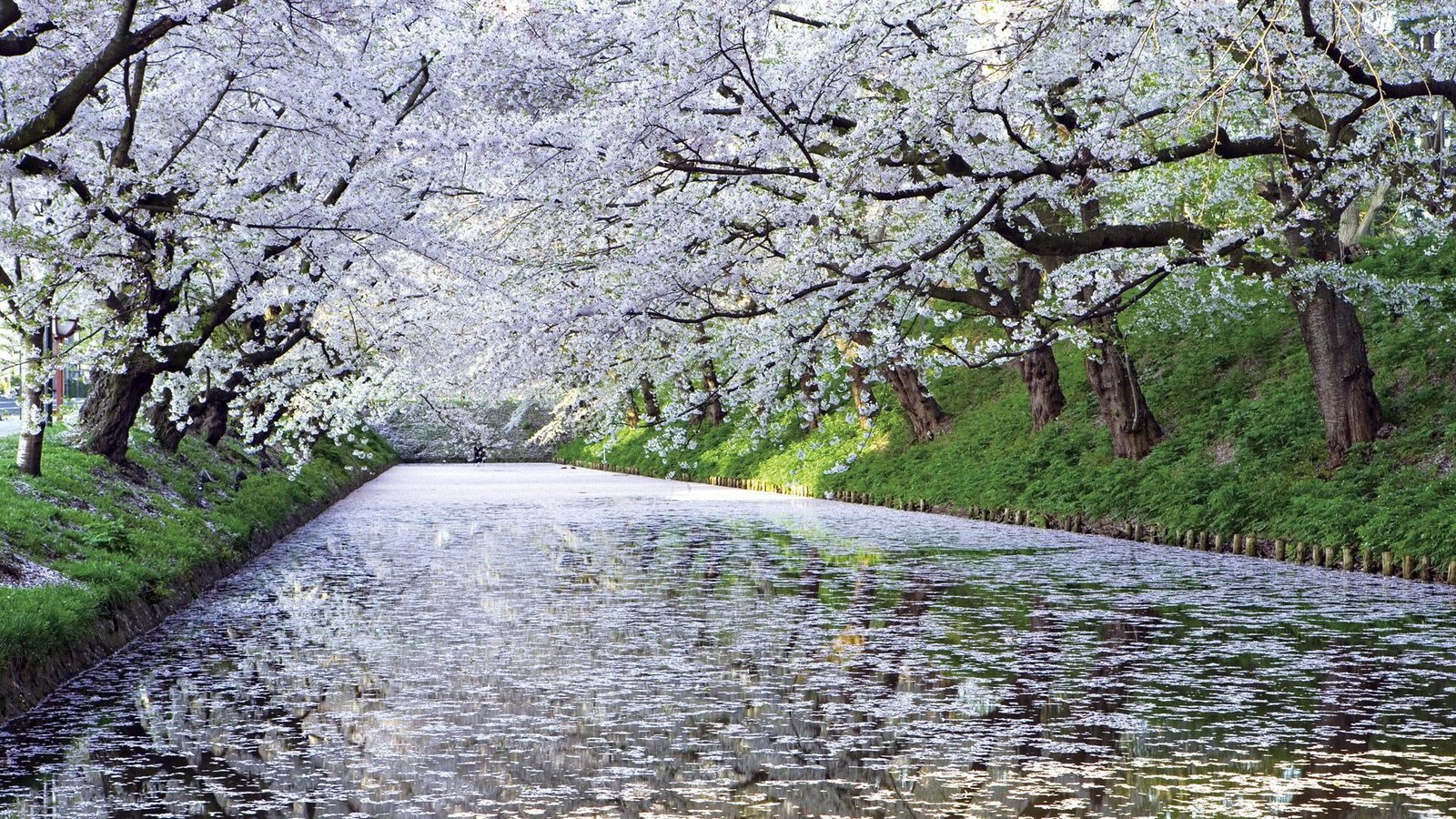 hd image of nature for pc 2k
