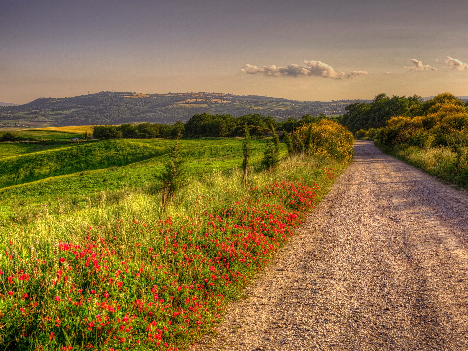 Italy nature scenery road fields trees clouds dusk red flowers 2k