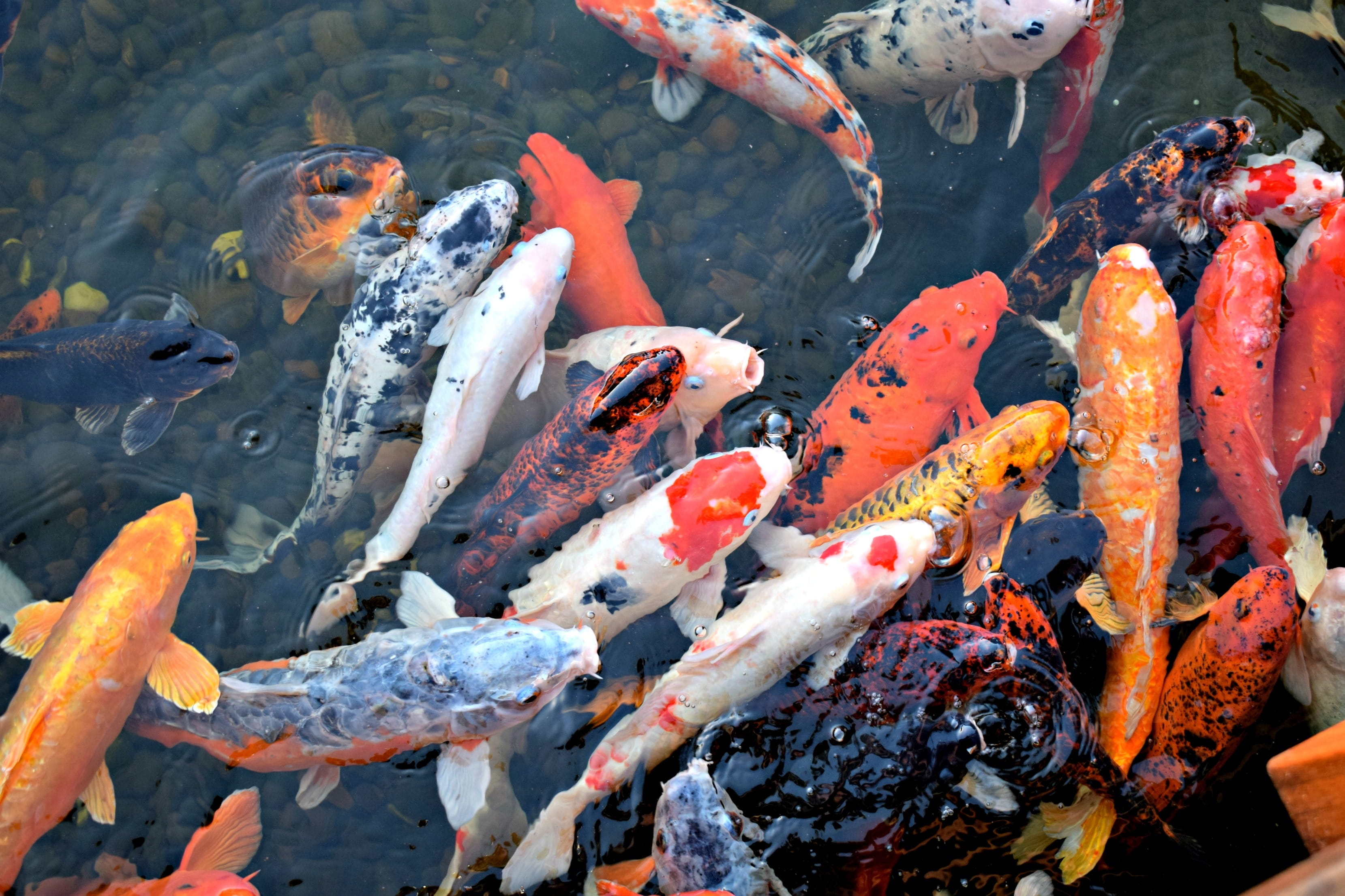 koi fishes on water Asian Japan Ornamental underwater colorful 2k