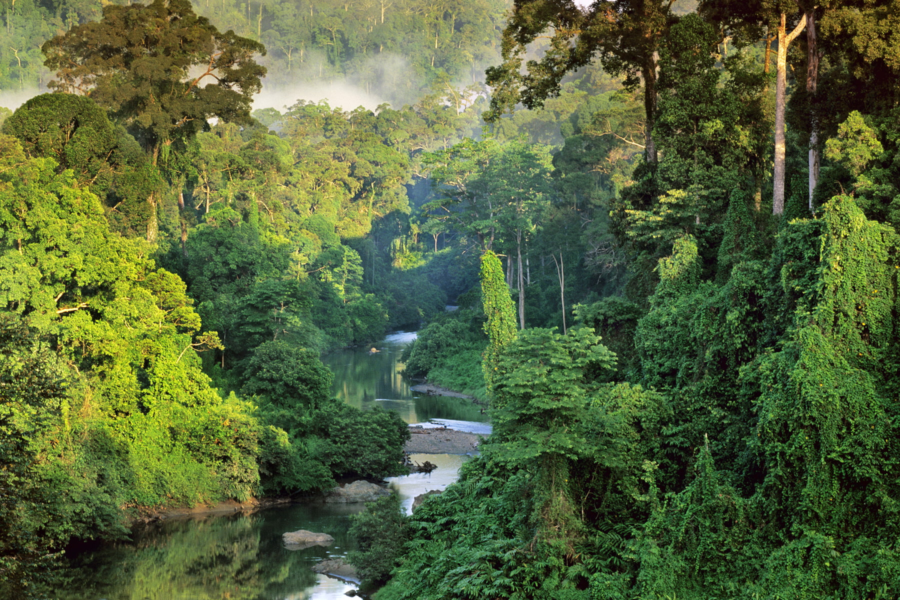mist Malaysia jungle Borneo National Geographic tropical forest 2k
