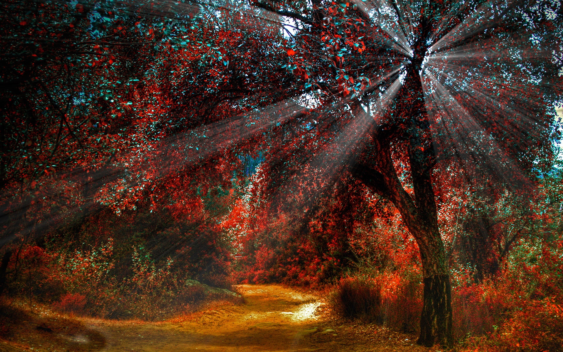 Nature red leaves in autumn beautiful scenery paths sun light leaved tree 2k