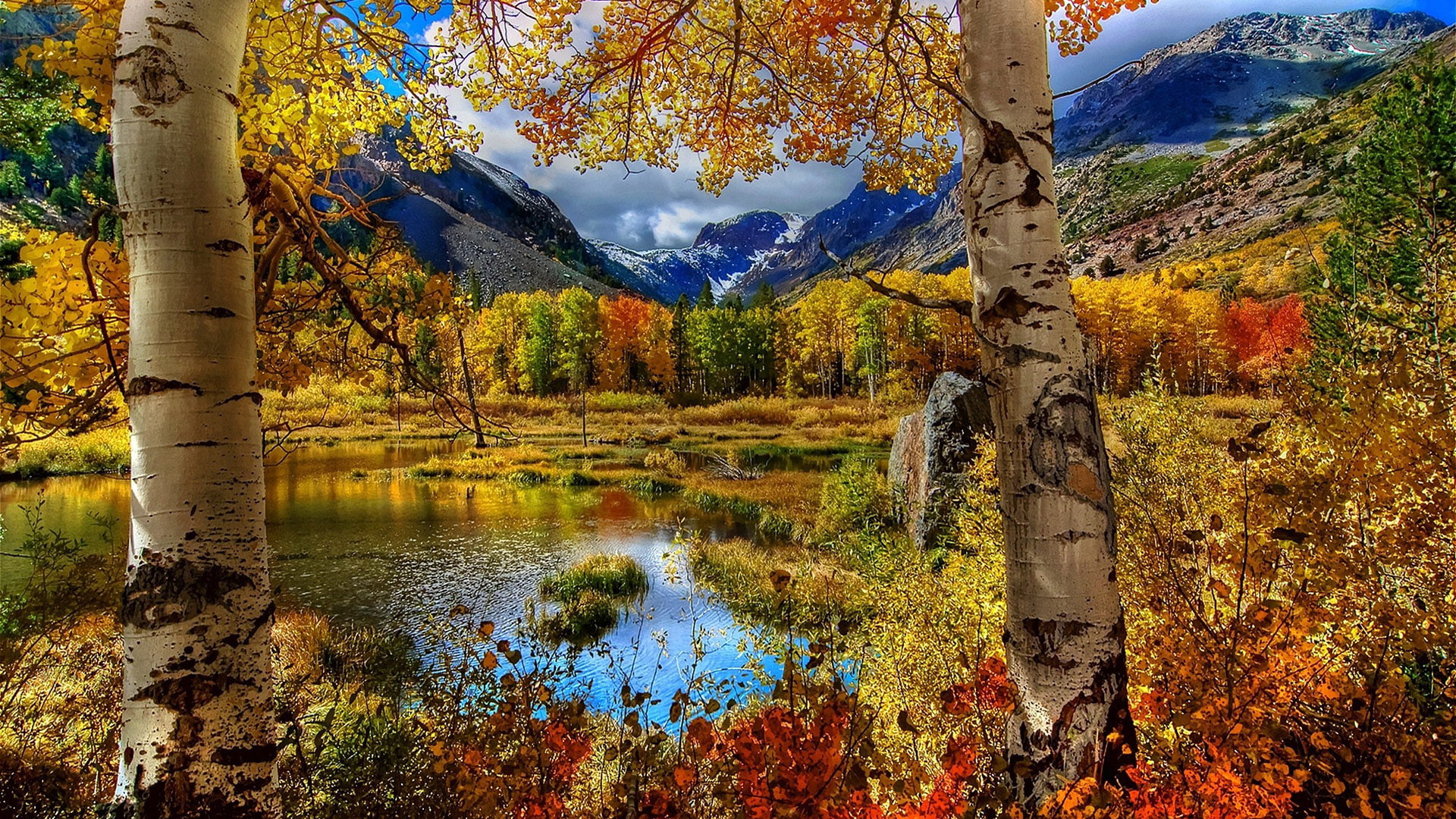 nature landscape tree autumn forest season fall november 2k
