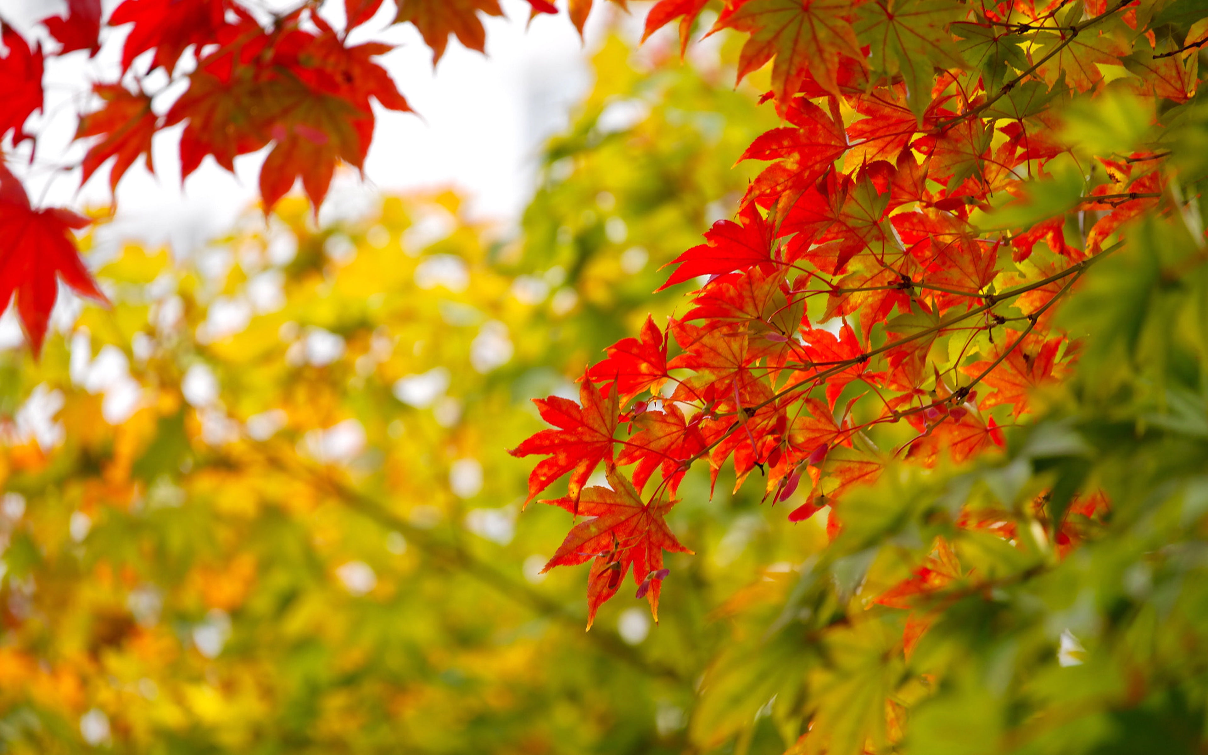 Red And Yellow Maple Leaves In Autumn National Symbol On Canada Ultra Hd Tv Wallpaper For Desktop Laptop Tablet Mobile Phones 2k 4k