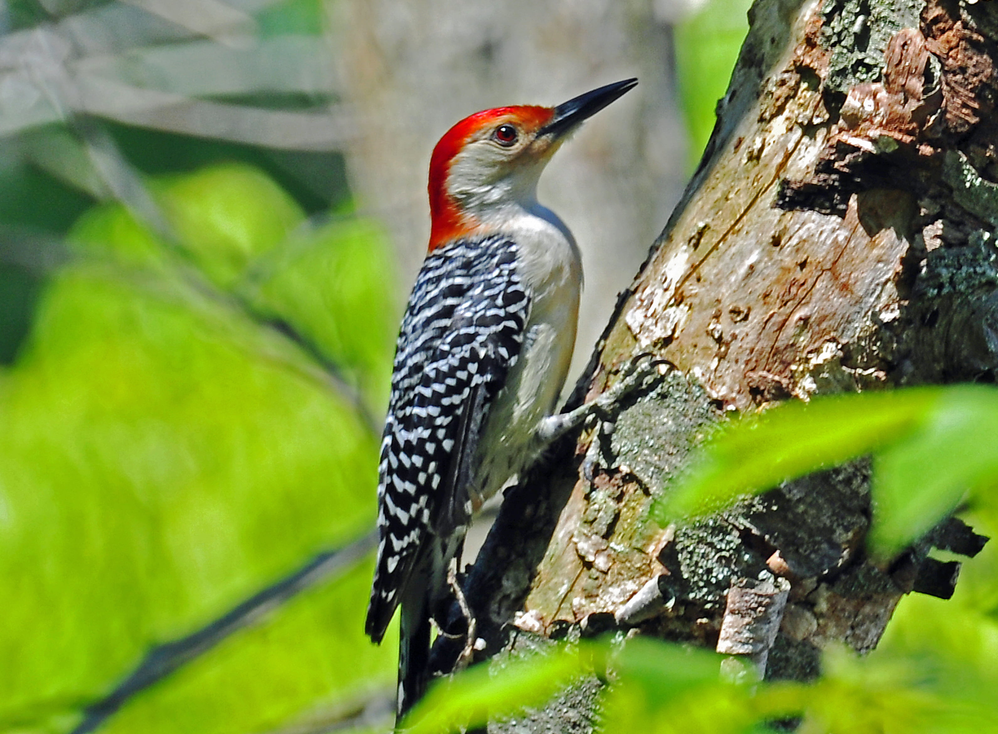 red belled woodpecker on brown tree trunk during daytime bellied 2k