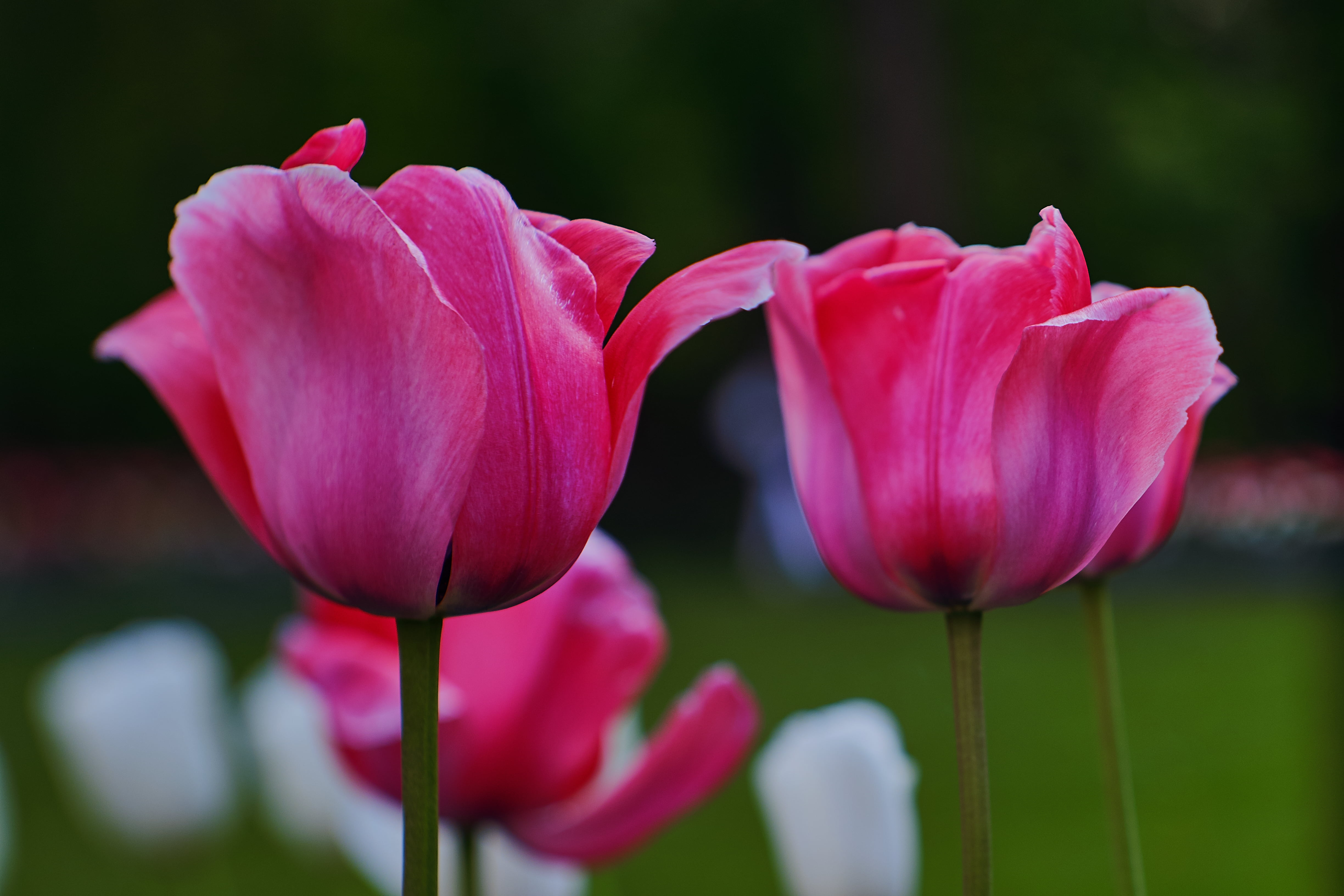 scenery of pink flowers FUJIFILM Digital Camera TiltandShift 2k 4k 5k