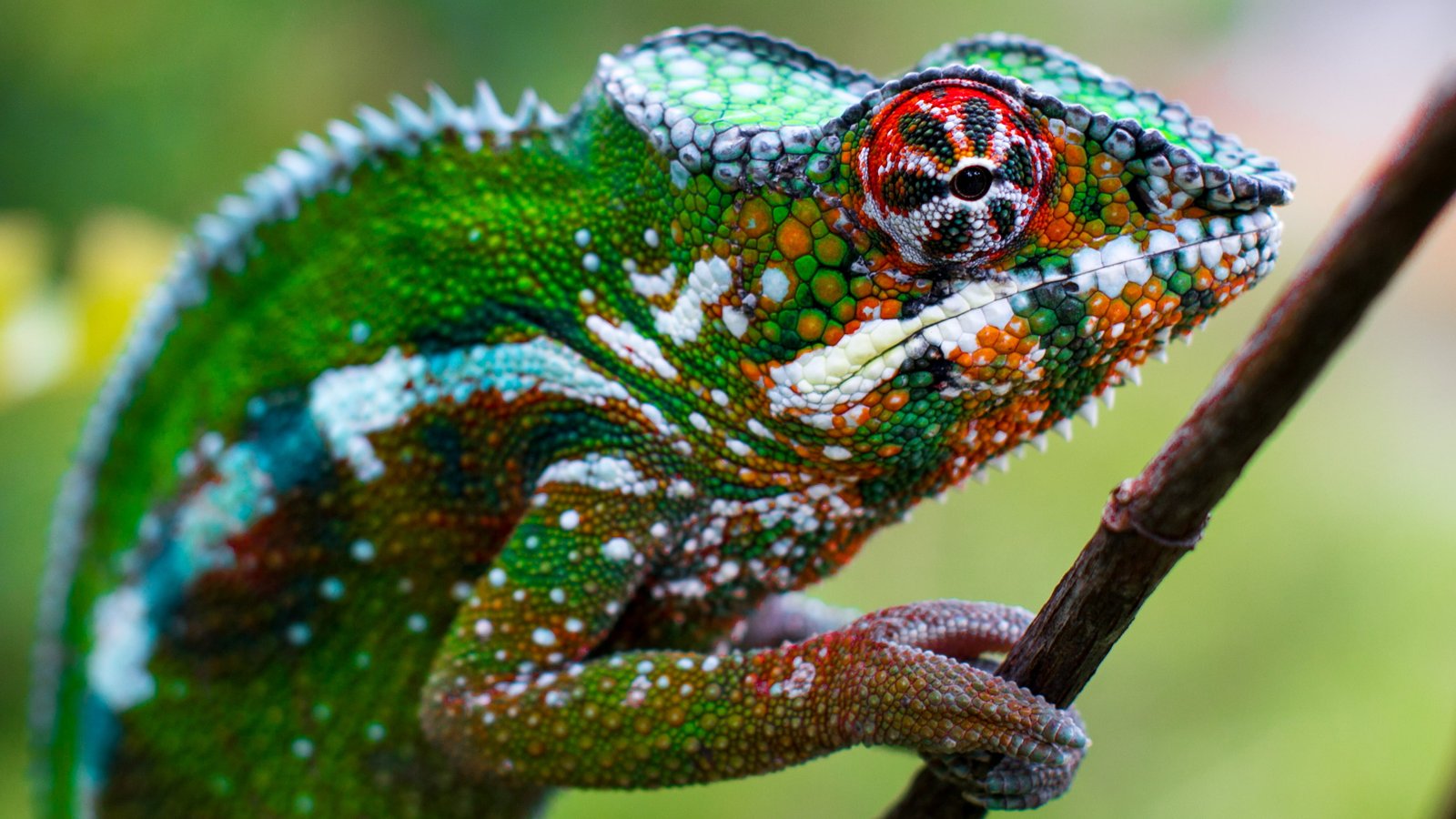 selective focus photography of green chameleon Animal Fence 2k 4k