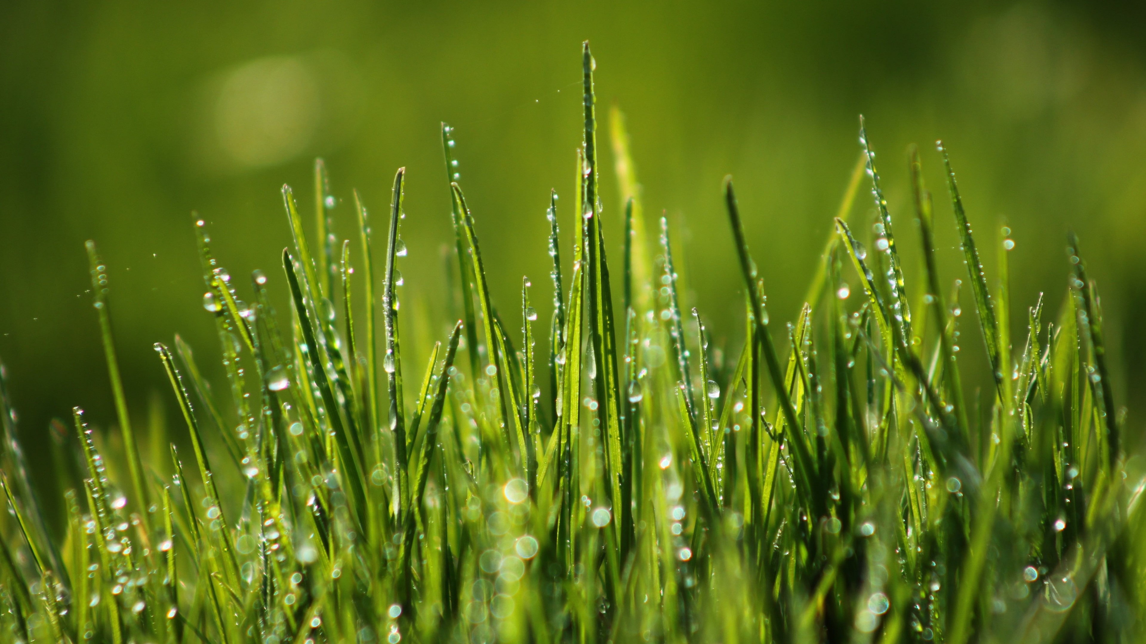 selective focus photography of water dewdrops on green grass blades 2k 4k