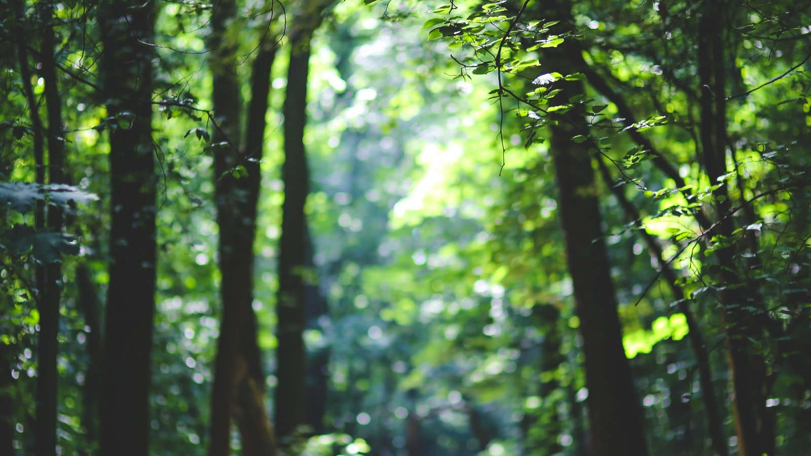 shallow focus photography of green forest during daytime 2k 4k