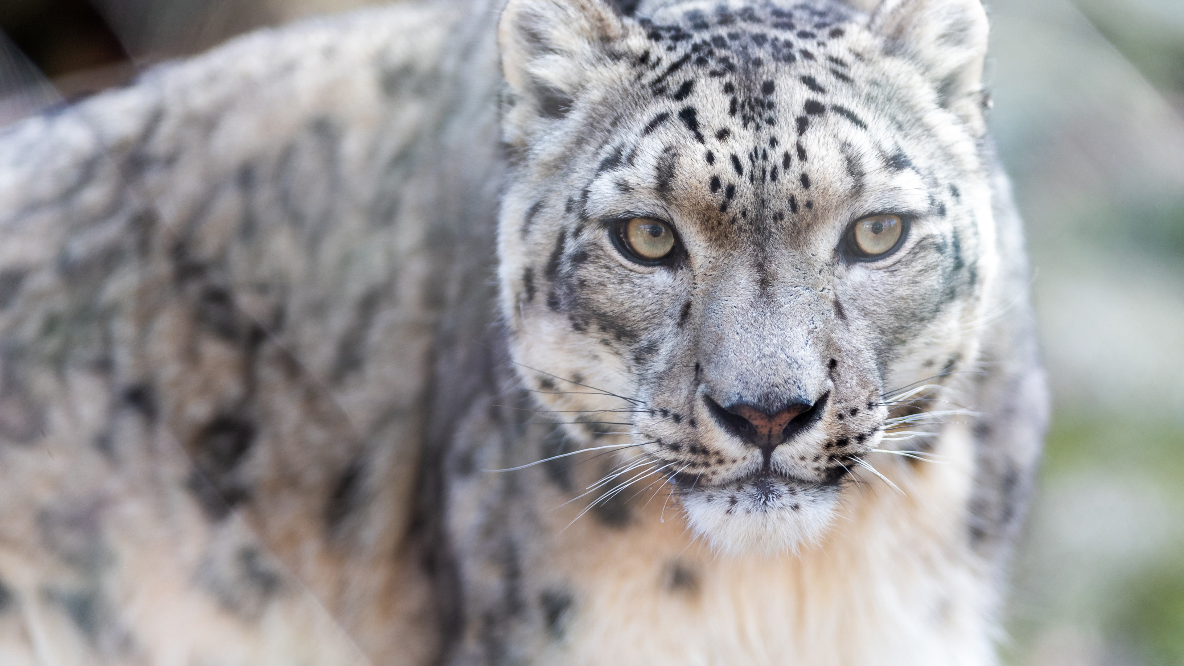 Snow Leopard HD Animal 2k 4k