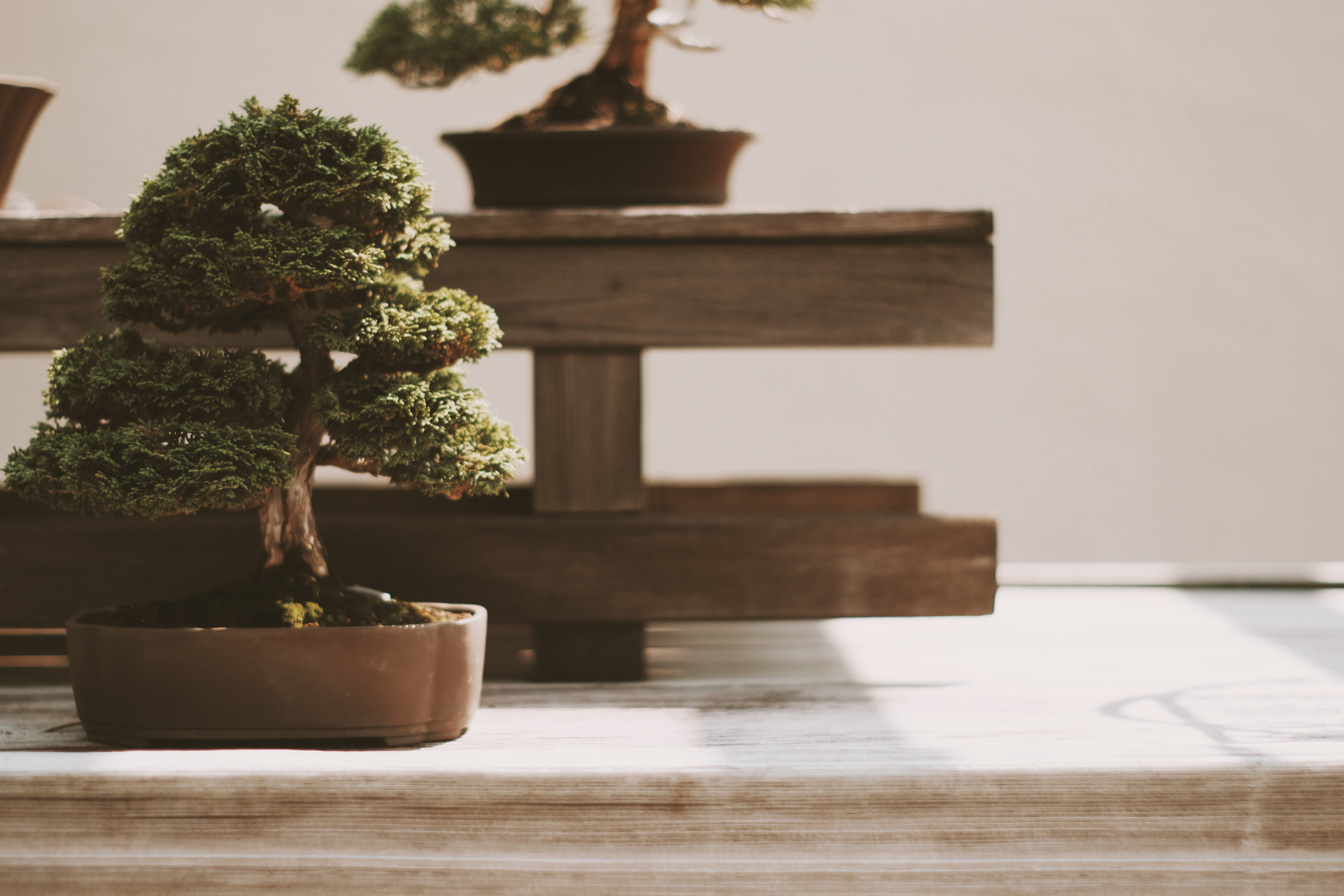 tree plant bonsai japanese garden nature potted 2k 4k 5k