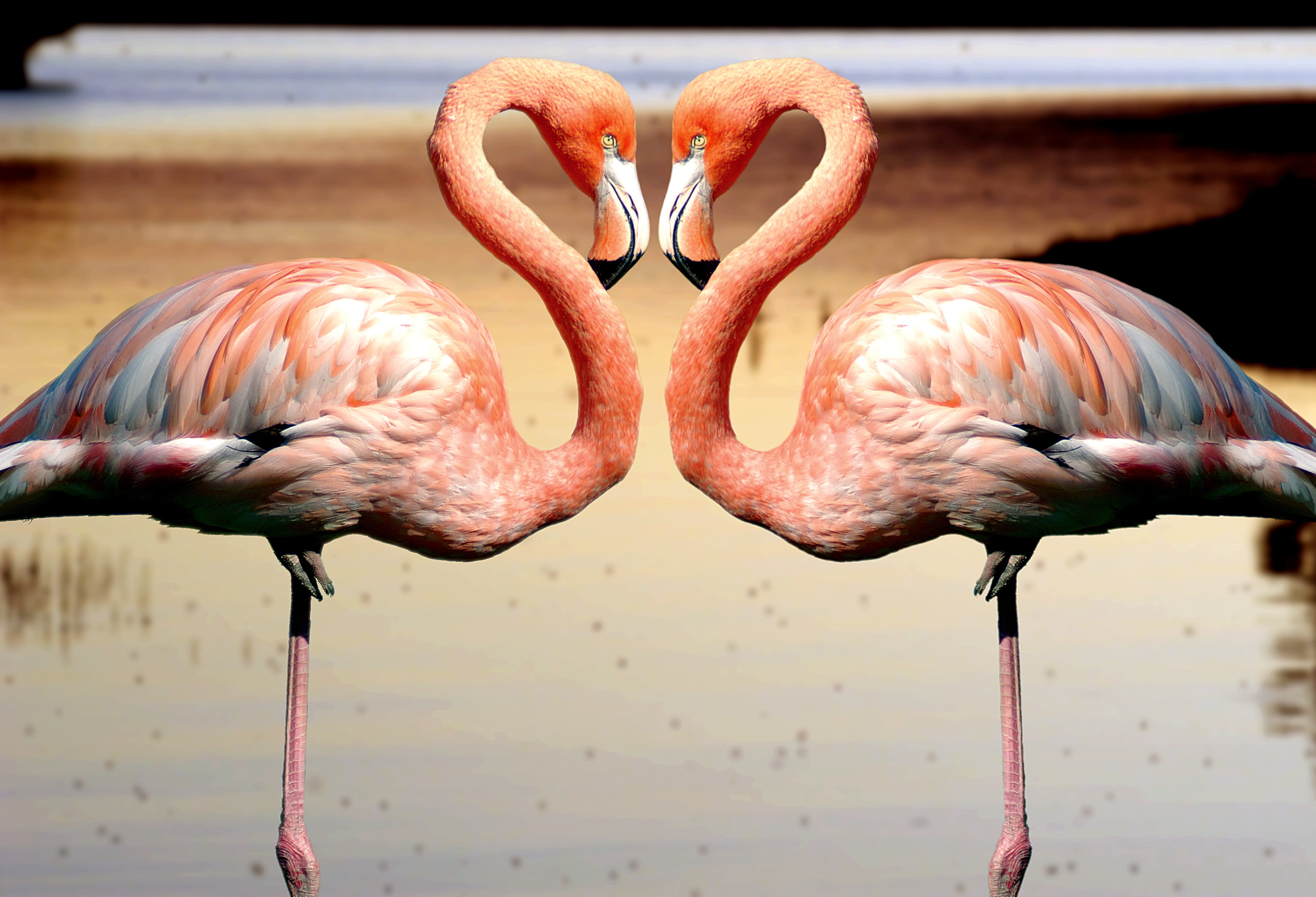 two pink flamingo standing on waters birds flemish landscape 2k 4k