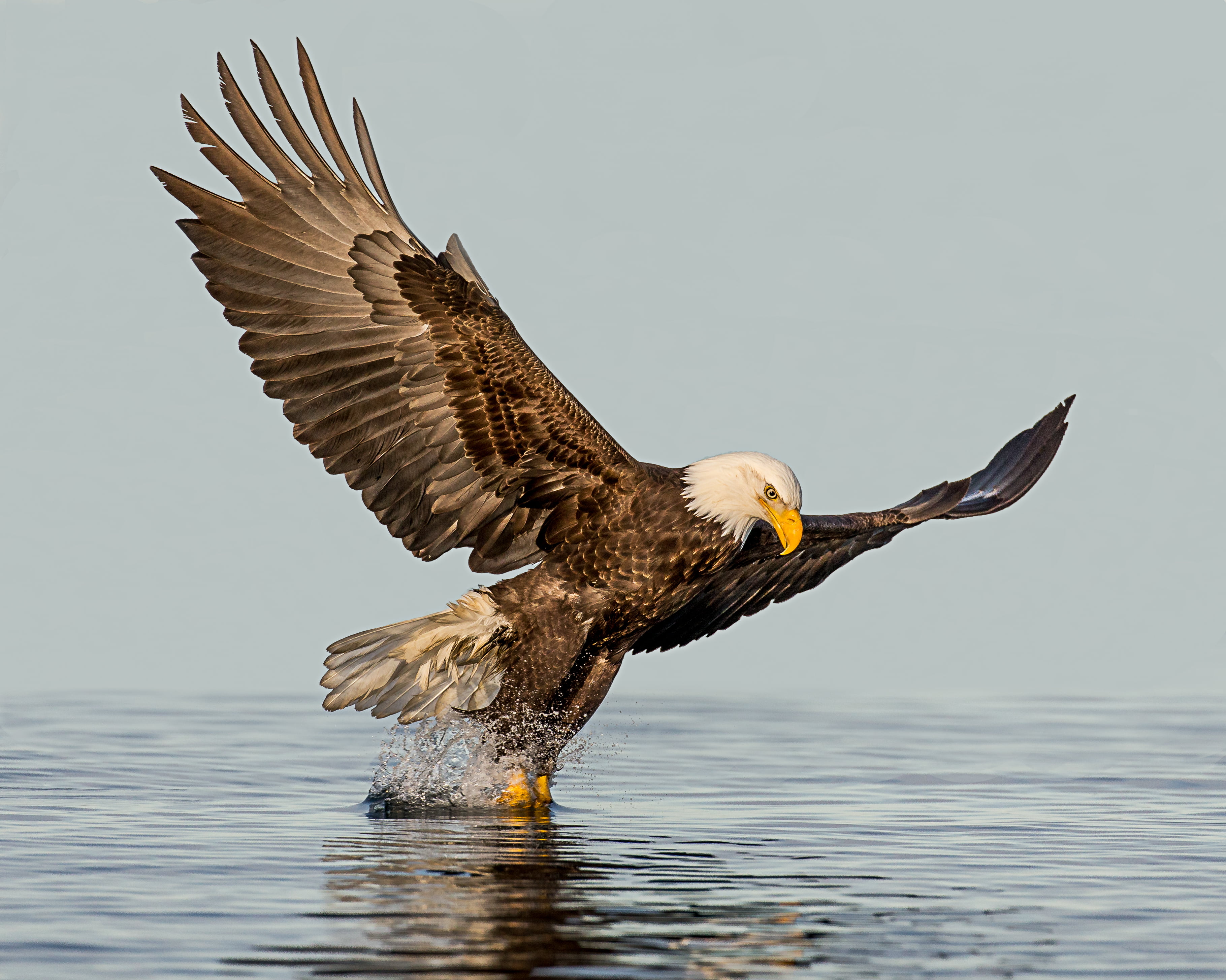 American Eagle reaching water Moment of Truth Bald eagle fishing 2k 4k