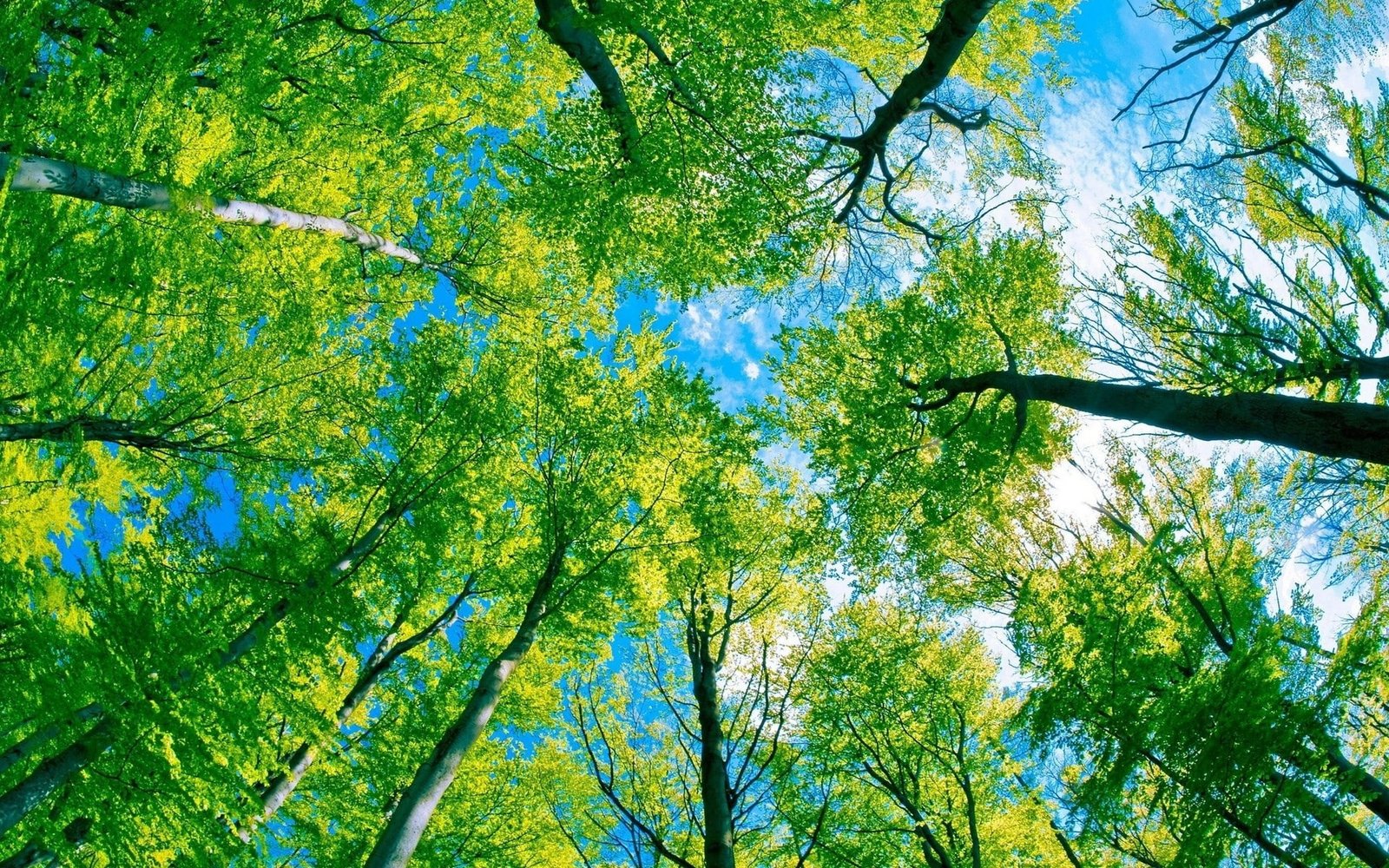 background hd nature pics tree plant low angle view 2k