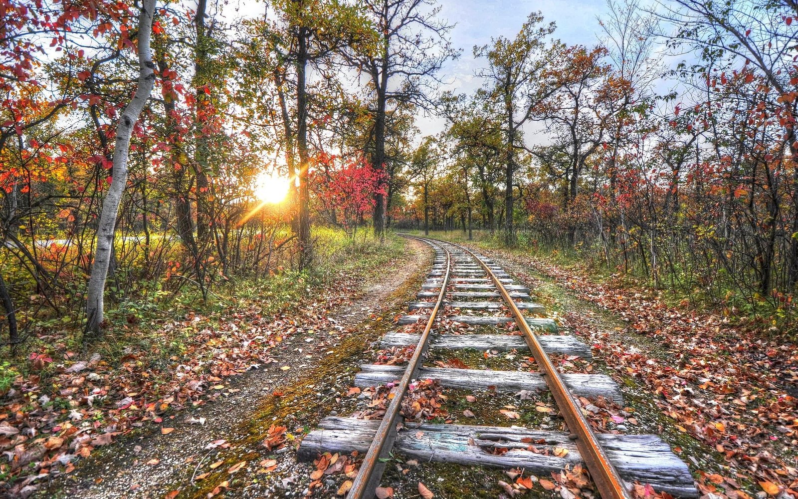 background nature image tree plant track autumn 2k