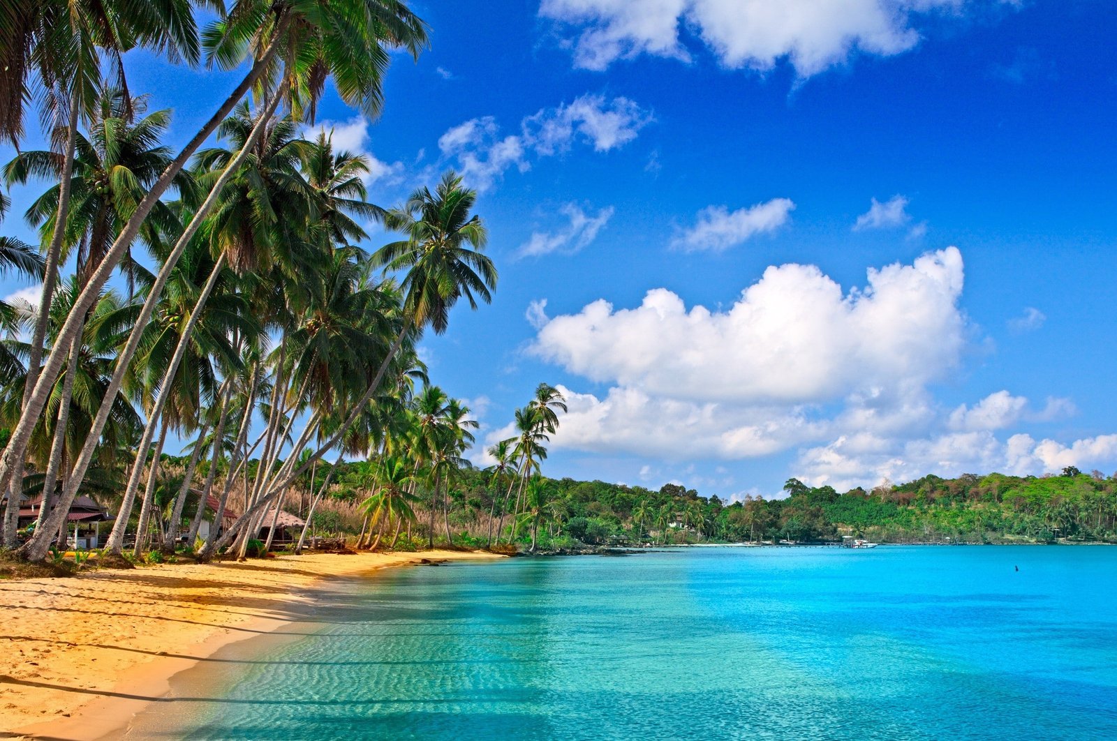 beach nature landscape palm trees sea water sky 2k