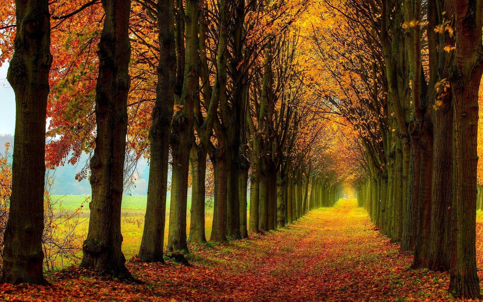 Beautiful nature scenery forest trees autumn path season illustration 2k