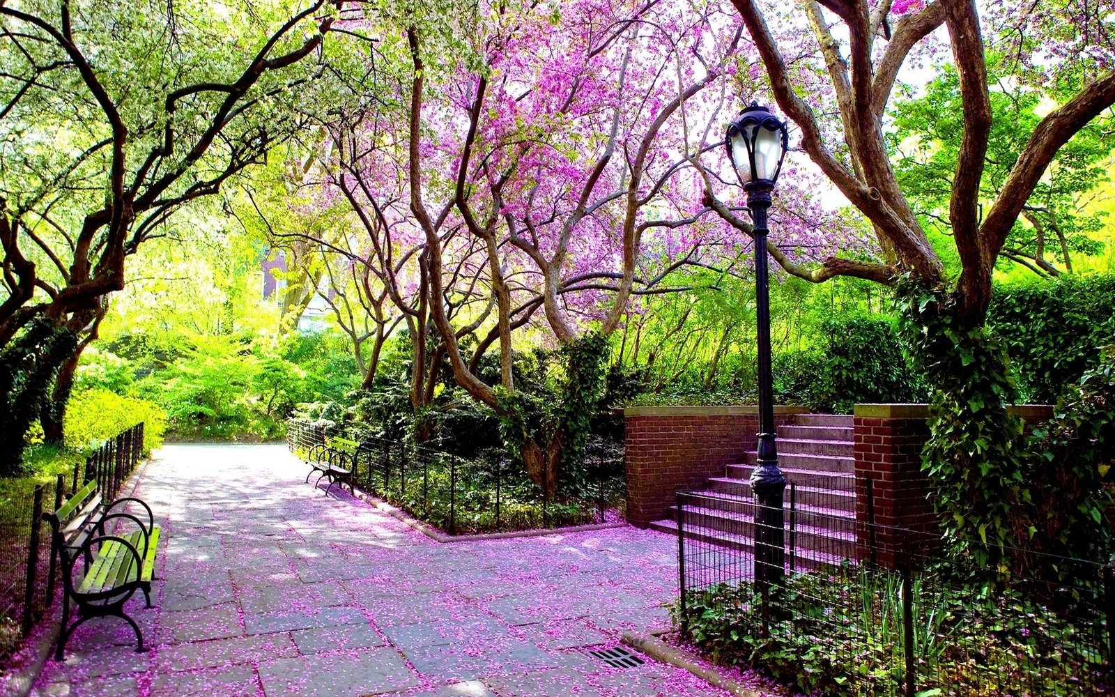 Beautiful Spring Park Nature Scenery tree 2k