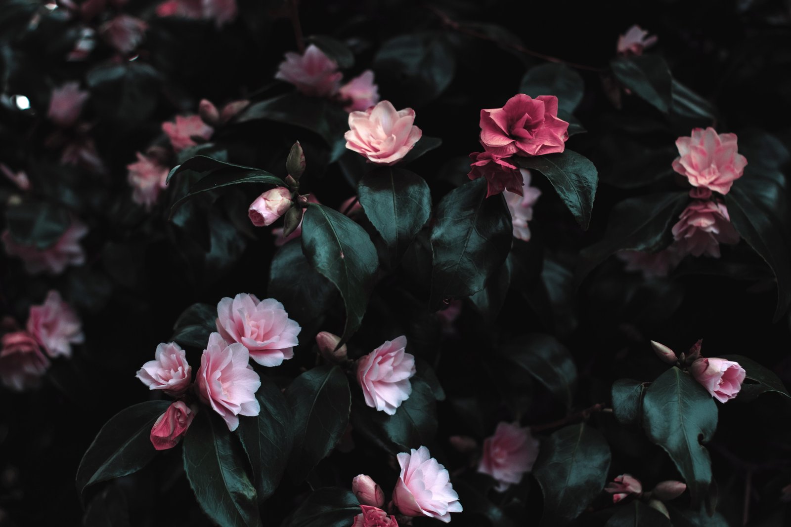 black bloom blossoms flowers green leaves petals pink 2k 4k 5k