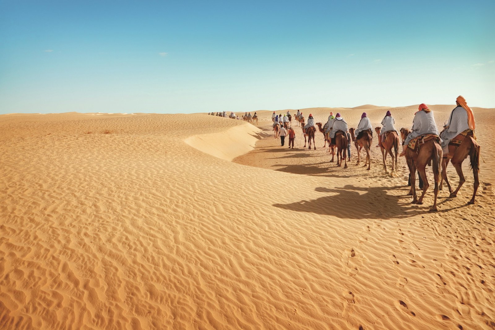 brown camel lot desert sand tourism camels caravan Dune 2k 4k