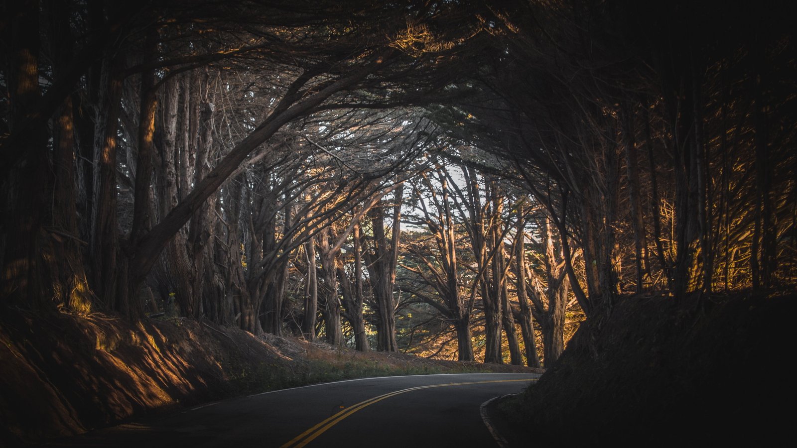 brown tree trunk photo of road in forest nature landscape 2k 4k