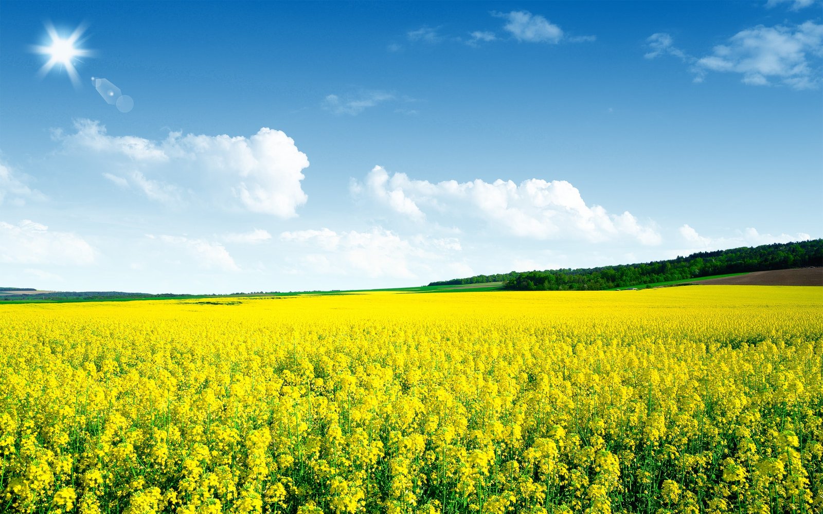 Canola flower field Nature Scenery HD Wallpaper meadow of yellow flowers 2k