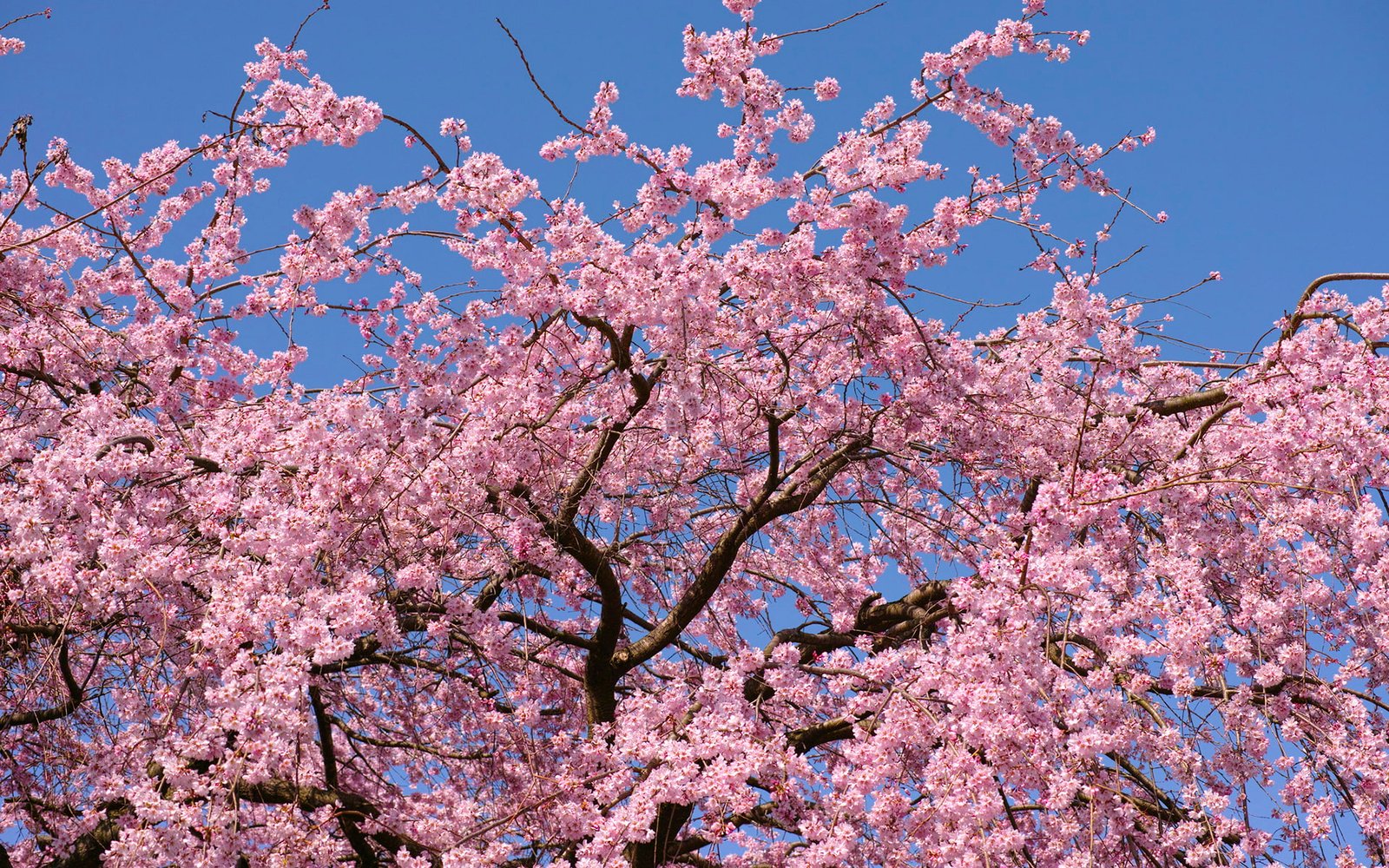Cherry Blossom Flowers Tree HD cherry blossoms nature 2k