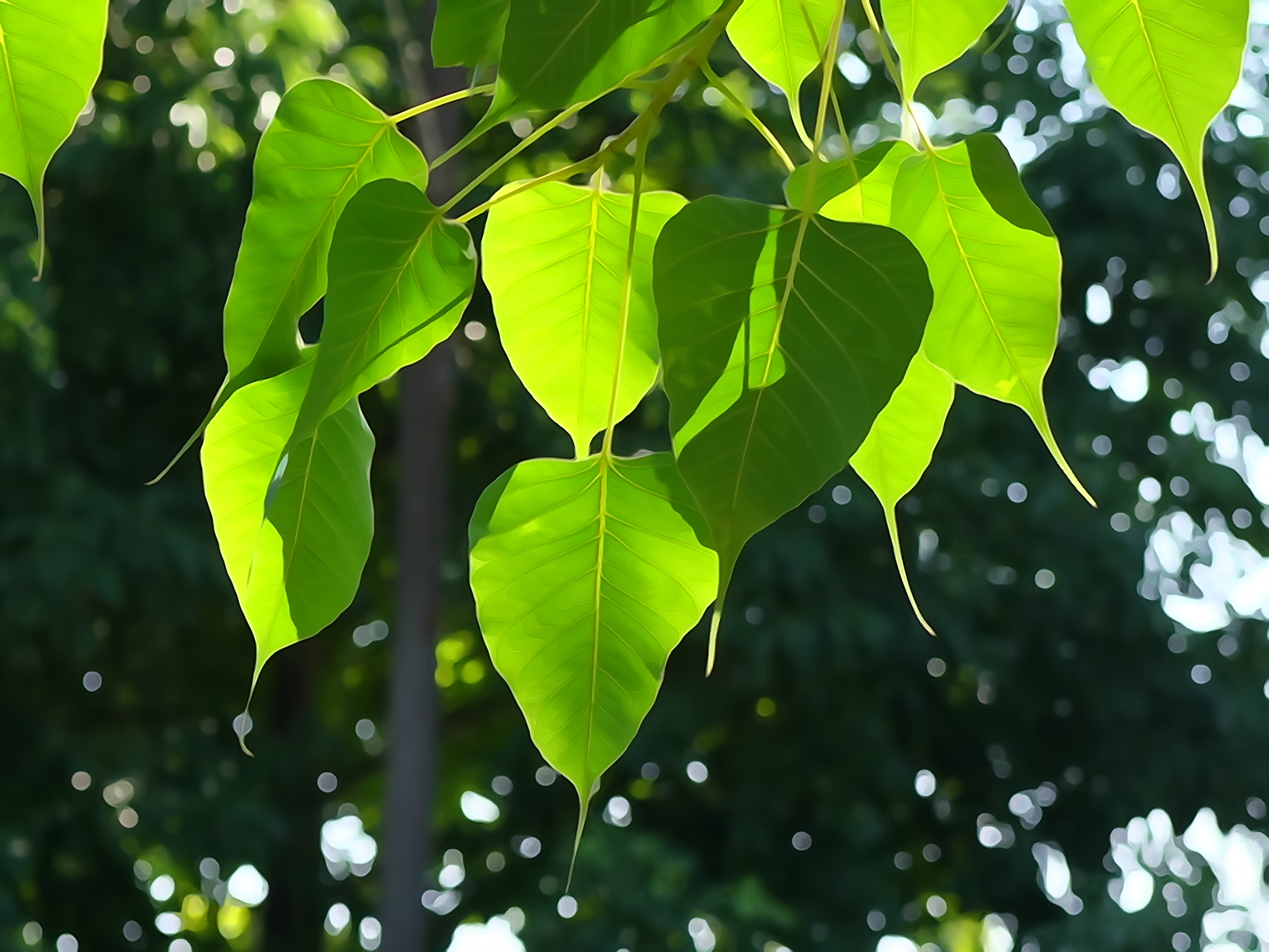 closeup photo of green leaves bodhi leaf tree buddhism 2k 4k 5k