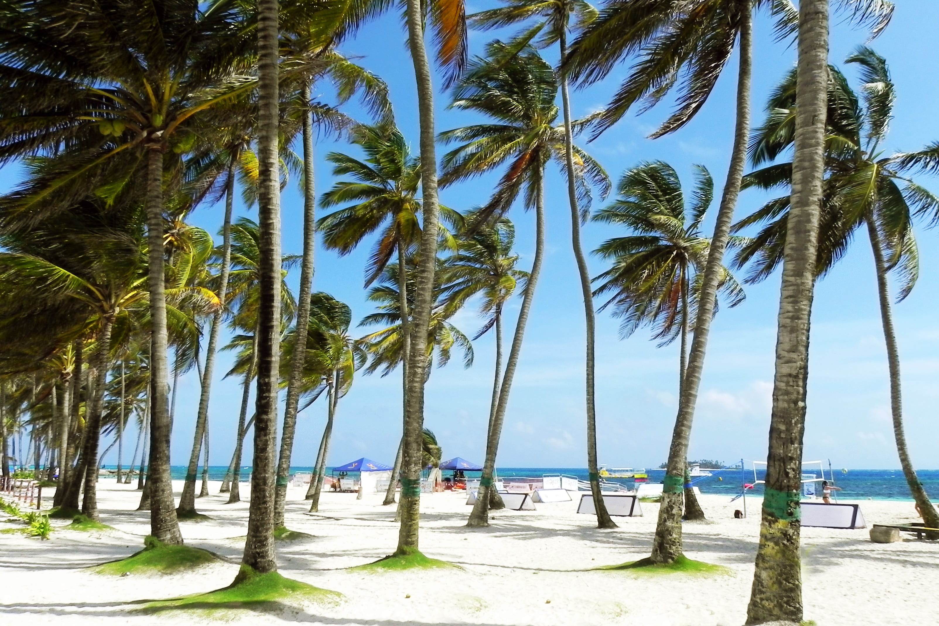 coconut trees in seashore palms palm tree sunny beach tropical 2k