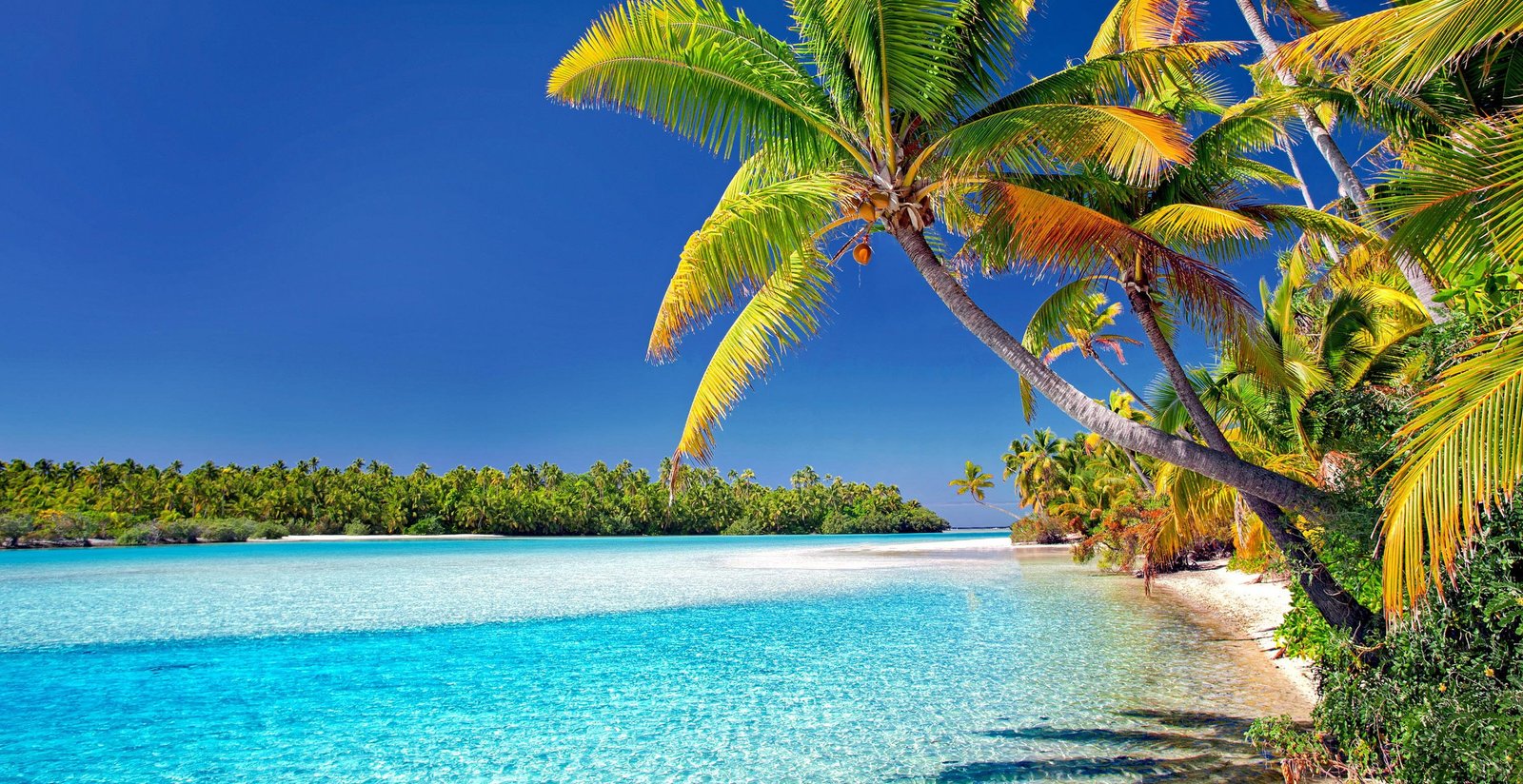 cook islands beach palm trees sand sea vacations ocean 2k