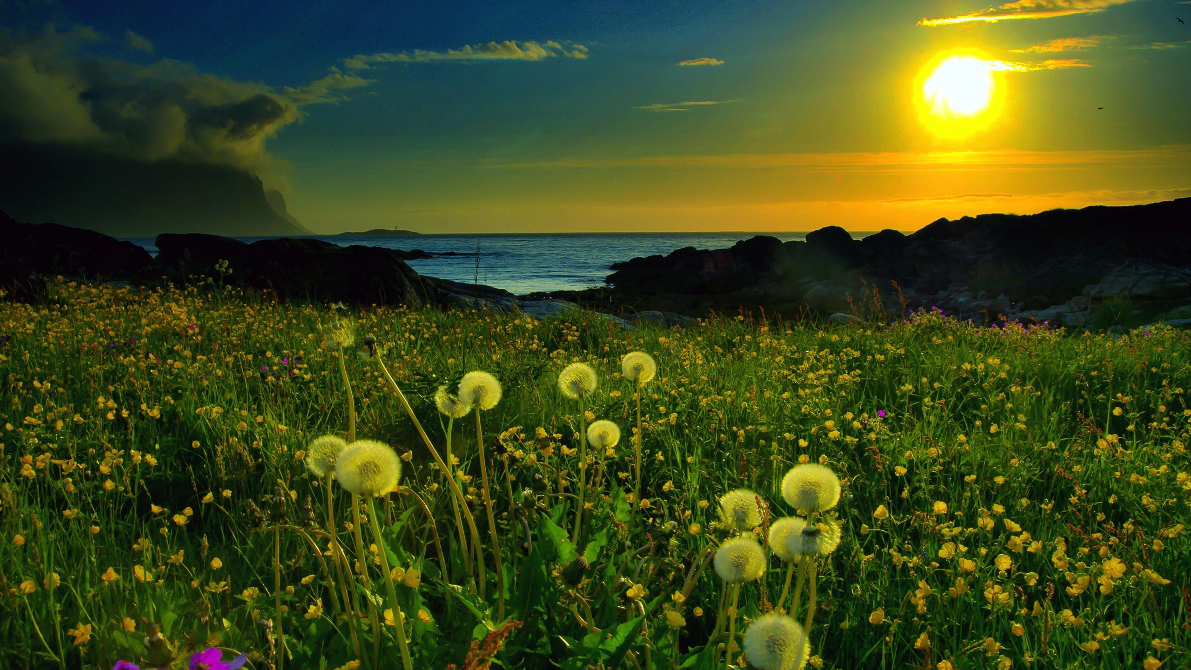 dandelions evening sunset flower field landscape sea sky 2k 4k