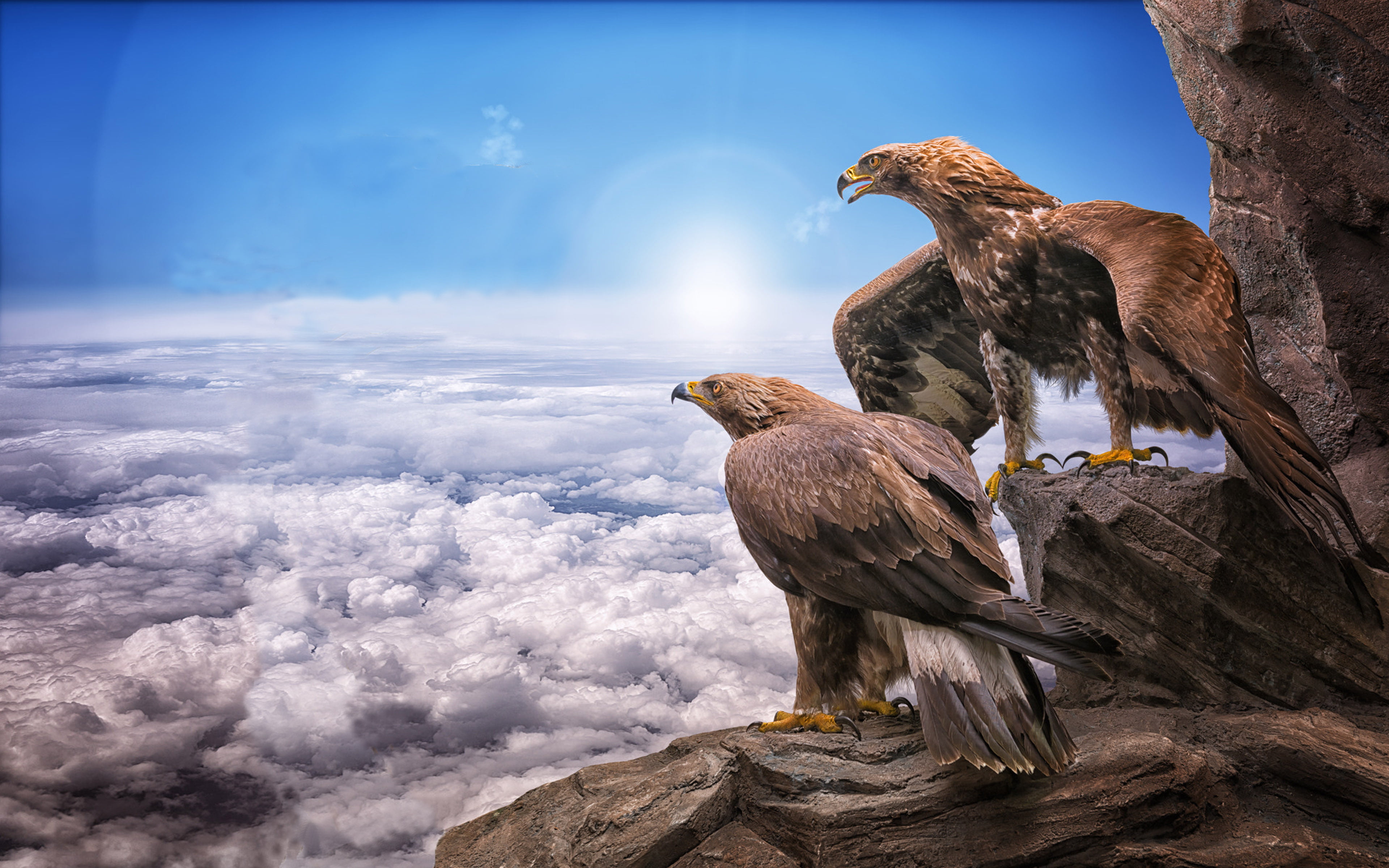 Eagles Birds Prey Masters At Heights Sky Clouds Roc Sun Animals Photo Wallpaper Hd For Desktop Mobile Phones Tablet And Laptop 2k 4k