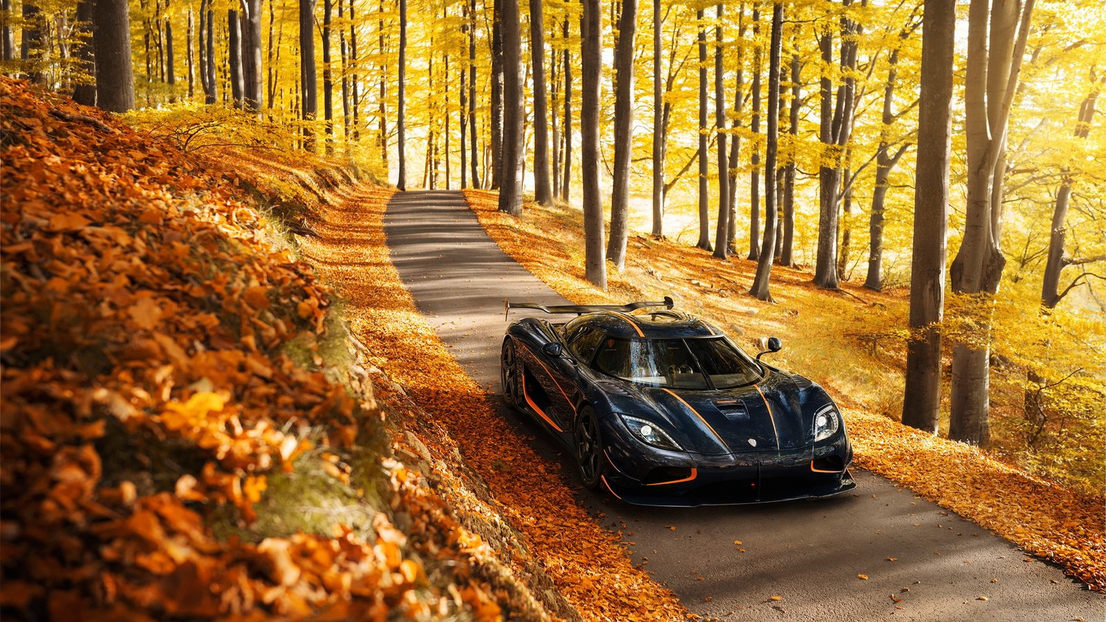 forest supercars fall sunlight vehicle sports car road 2k