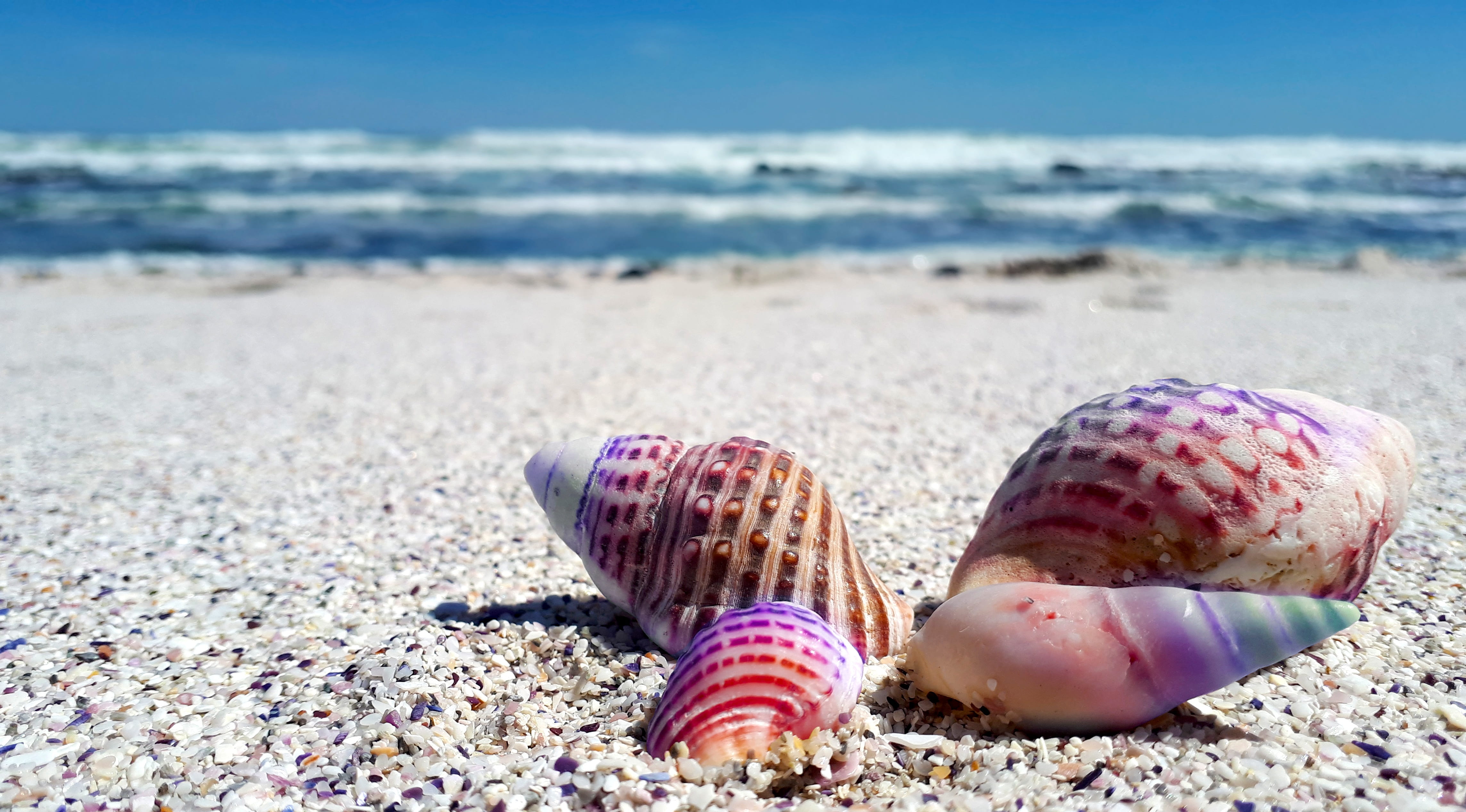 four assorted color seashells on white sand beach during daytime 2k 4k 5k