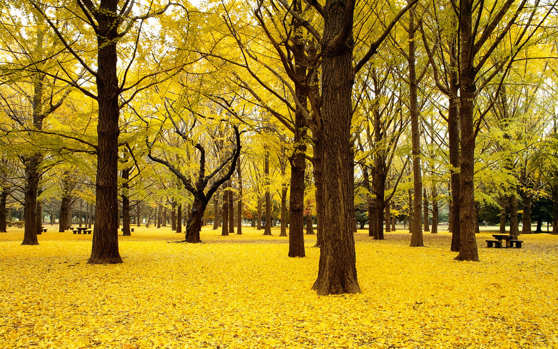 GINKGO TREES AUTUMN JAPAN Nature Landscape landscape nature and 2k