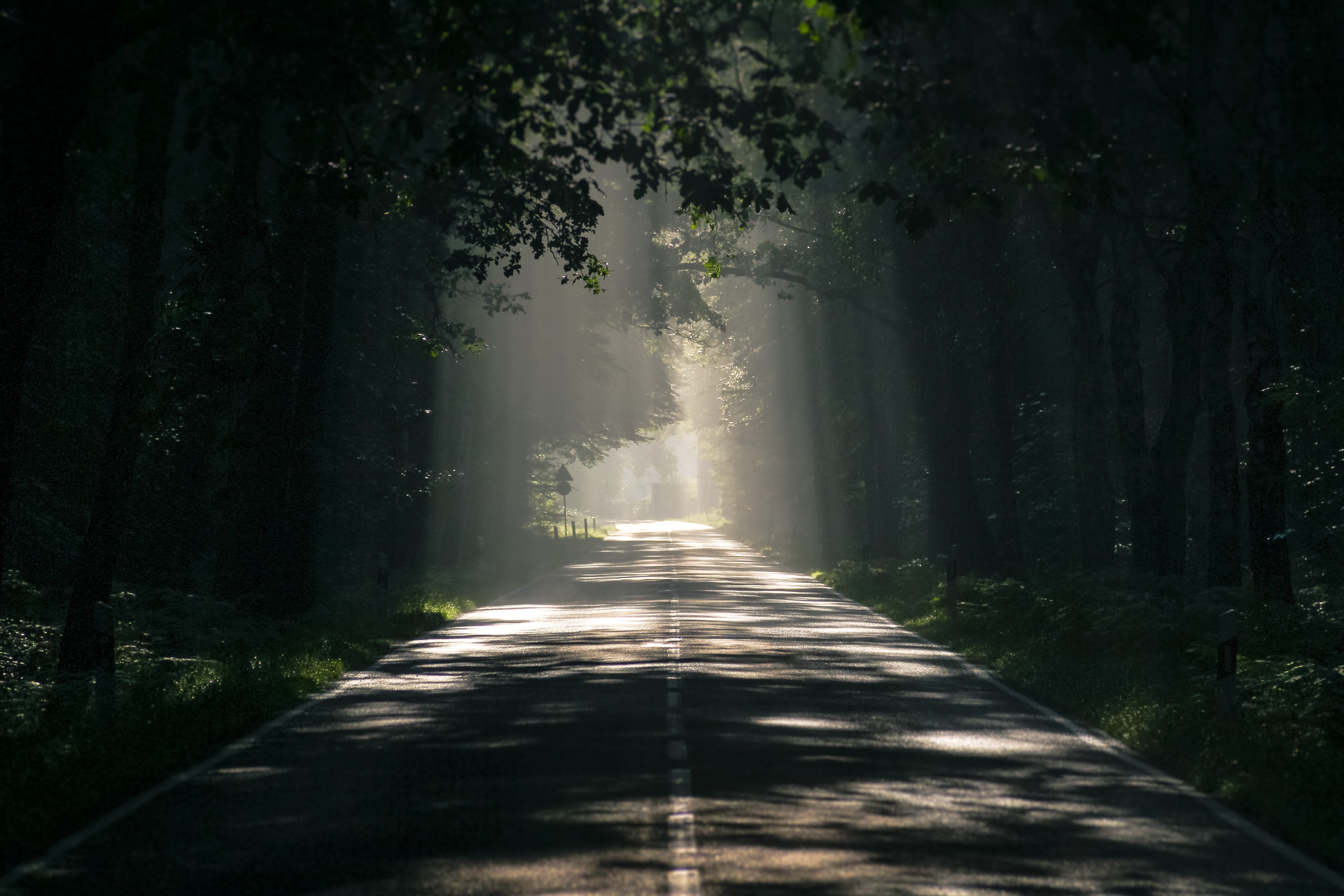 Gray Asphalt Road Surrounded by Tall Trees dark dawn environment 2k 4k 5k