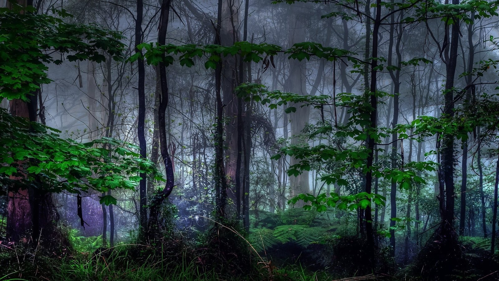 green forest trees nature landscape branch leaves morning 2k