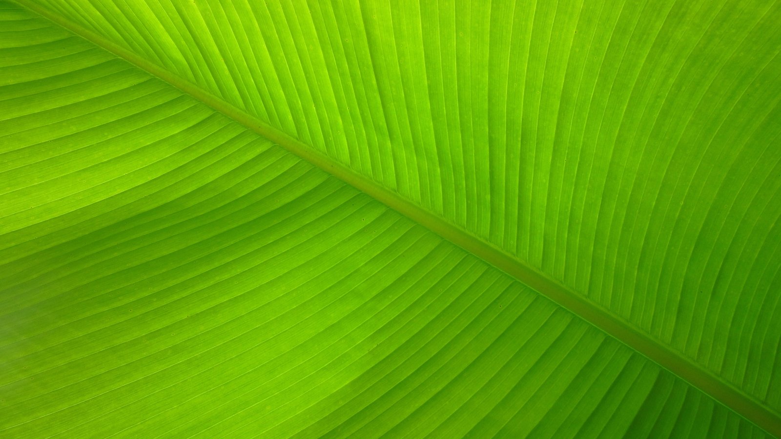 green leaf closeup photo Banana Leaf Lines Fibers Pattern 2k 4k 5k